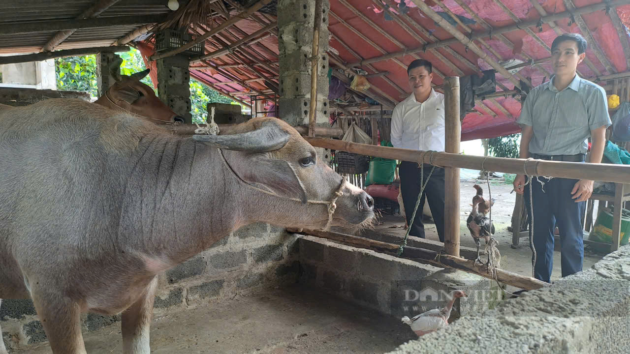 Thái Nguyên: Sau bão lũ, ngành nông nghiệp Phú Lương làm gì để phòng, chống dịch bệnh cho vật nuôi? - Ảnh 3.