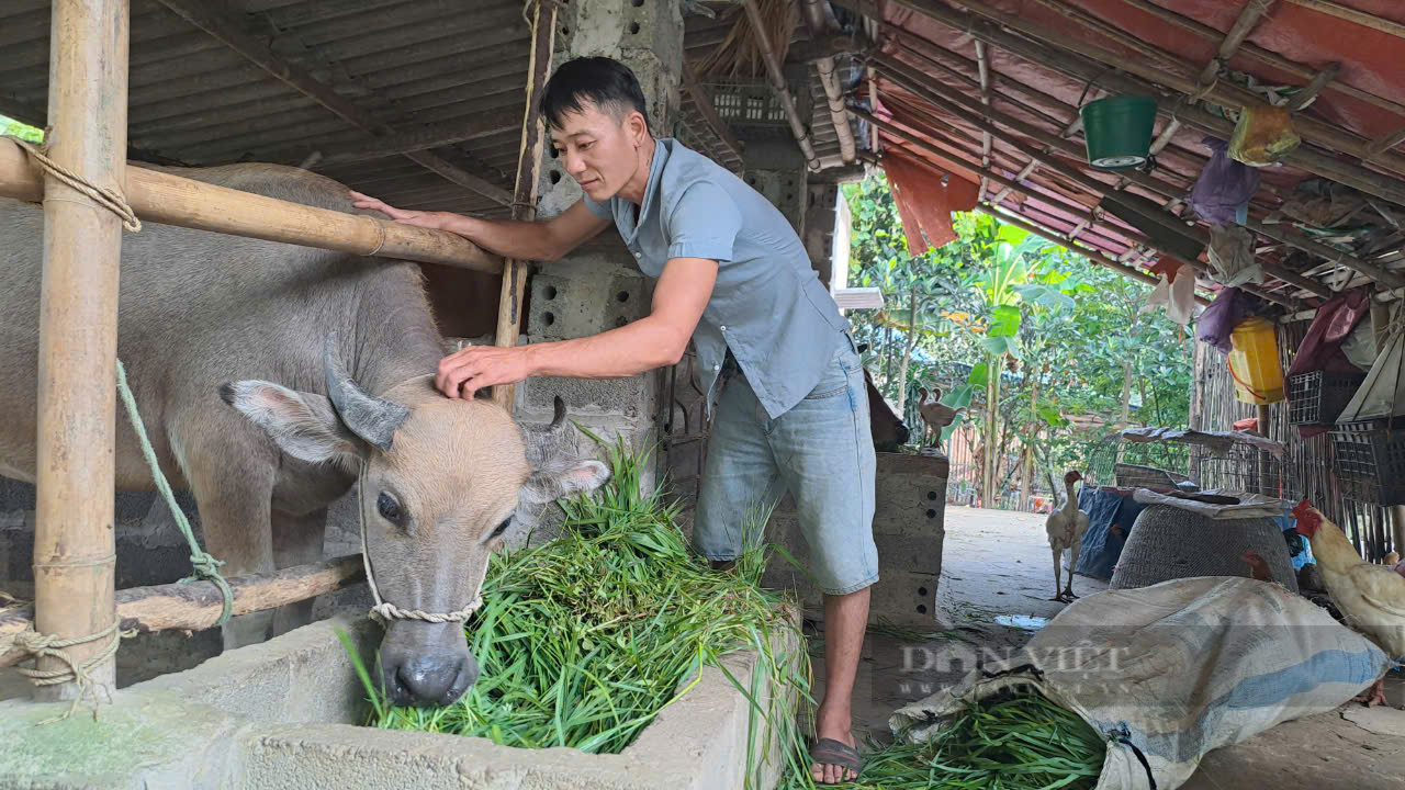 Thái Nguyên: Sau bão lũ, ngành nông nghiệp Phú Lương làm gì để phòng, chống dịch bệnh cho vật nuôi? - Ảnh 2.