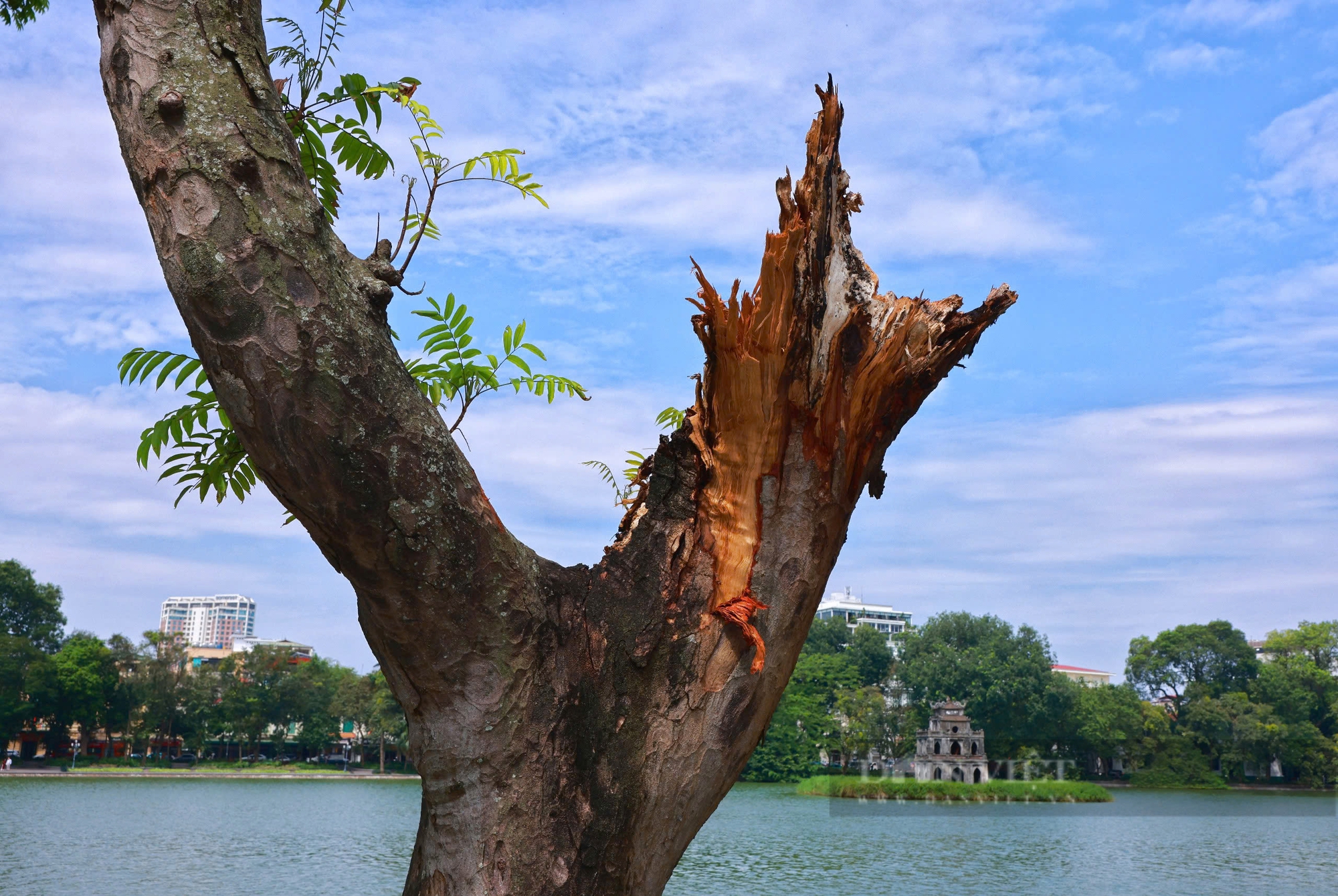 Hàng loạt cây xanh ở Hà Nội "hồi sinh", mầm non nhú lên giữa nắng vàng - Ảnh 7.