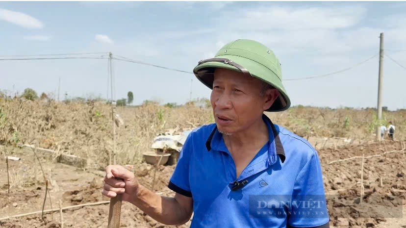 Hà Nội: Người làm vườn Phú Thượng trồng hoa ngắn ngày thay thế số đào cảnh chết do lũ lụt  - Ảnh 2.