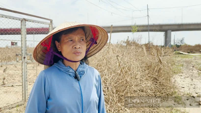 Hà Nội: Người làm vườn Phú Thượng trồng hoa ngắn ngày thay thế số đào cảnh chết do lũ lụt  - Ảnh 1.