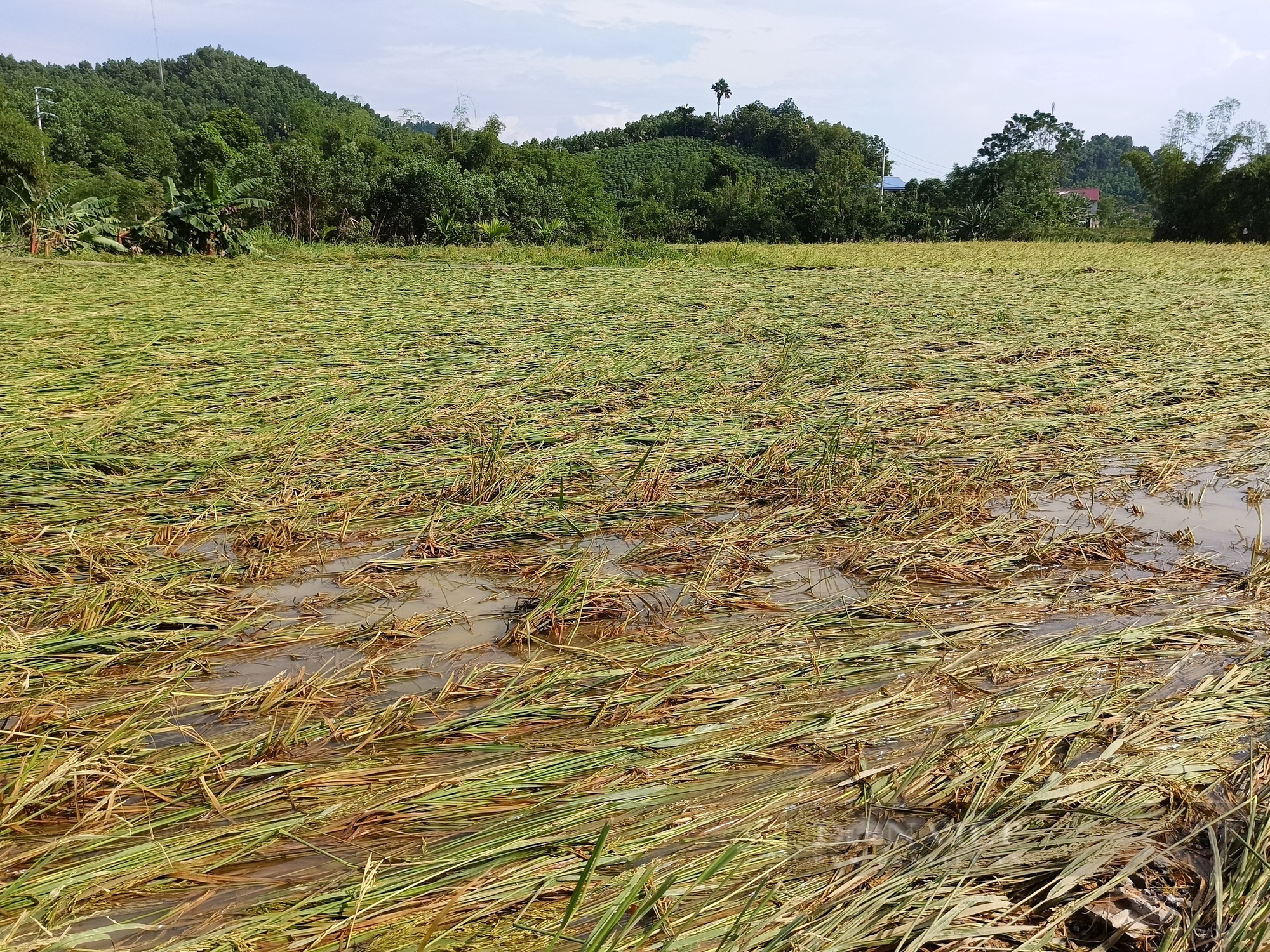 Nông dân gượng dậy thế nào sau bão Yagi: Trang trại "khát" vốn, nhiều nông dân có nguy cơ thiếu đói (Bài 4) - Ảnh 5.