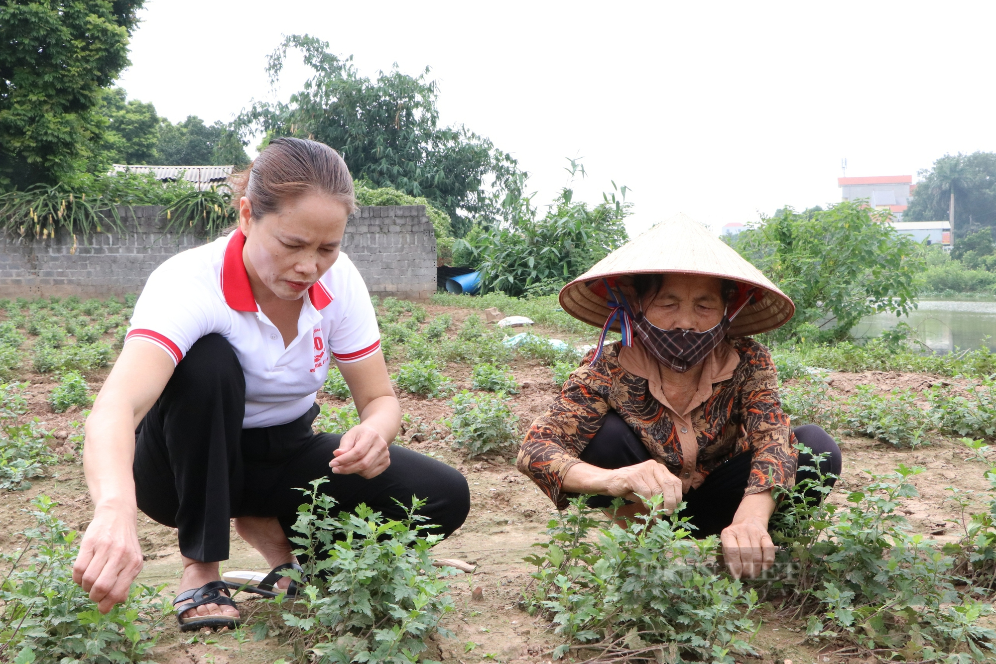 Nông dân Việt Nam xuất sắc đến từ Hưng Yên là người bán 200.000 tấn dược liệu/năm, lãi 4,5 tỷ- Ảnh 5.