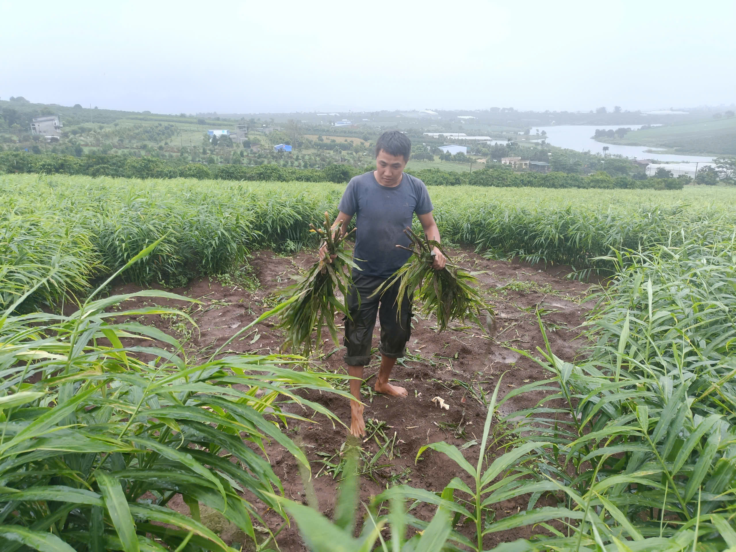 Kẻ gian manh động nhổ trộm hơn 1 tấn gừng, một nông dân thiệt hại gần 20 triệu đồng - Ảnh 1.