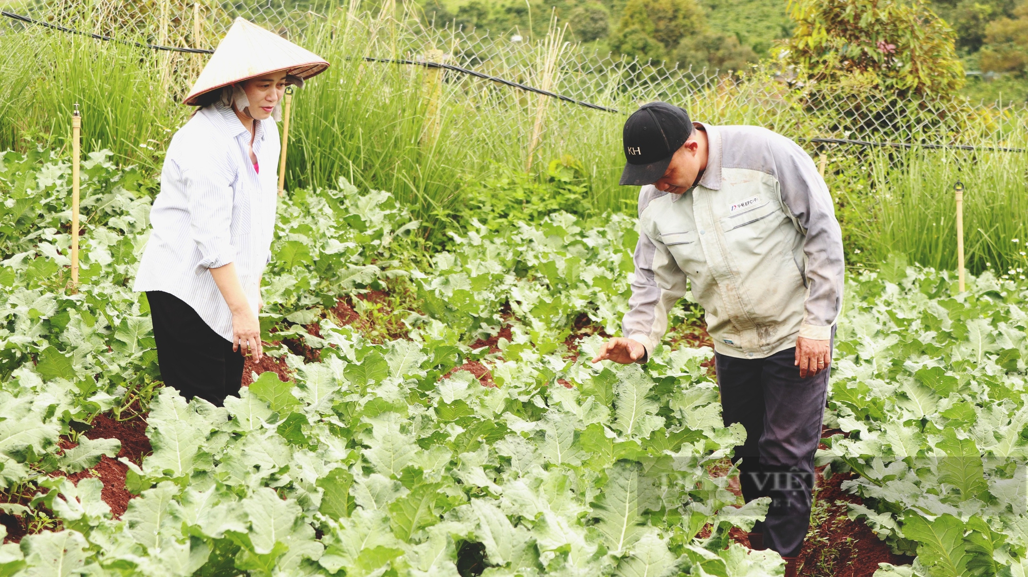 Nông dân Việt Nam xuất sắc tại Lâm Đồng thành công với mô hình “Biển – Vườn – Ao – Chuồng – Ruộng – Rừng” - Ảnh 5.