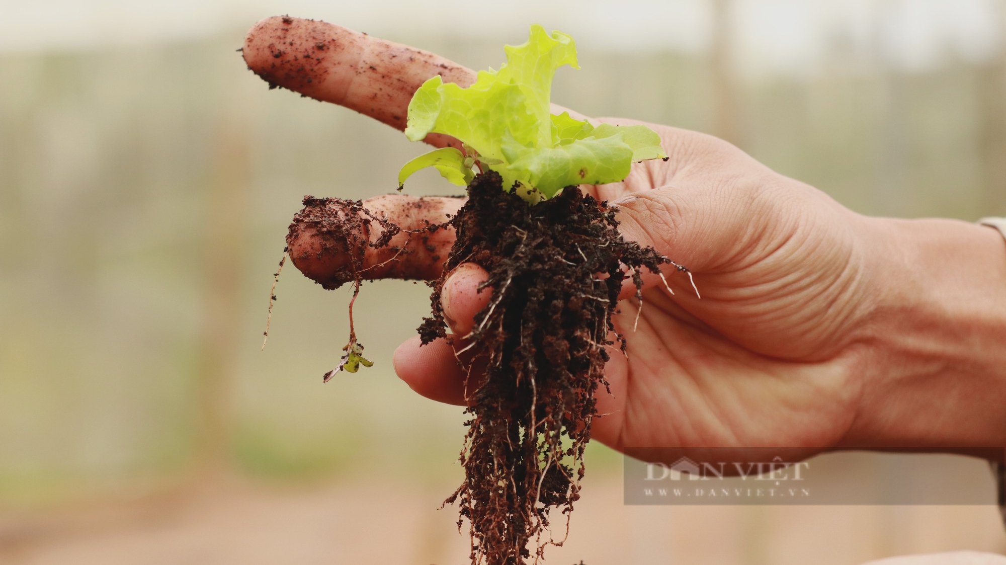 Nông dân Việt Nam xuất sắc tại Lâm Đồng thành công với mô hình “Biển – Vườn – Ao – Chuồng – Ruộng – Rừng” - Ảnh 7.