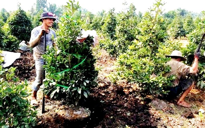 Sau Làng nghề mai vàng, huyện Bình Chánh đề xuất công nhận tiếp làng nghề nuôi cá kiểng triệu đô - Ảnh 1.