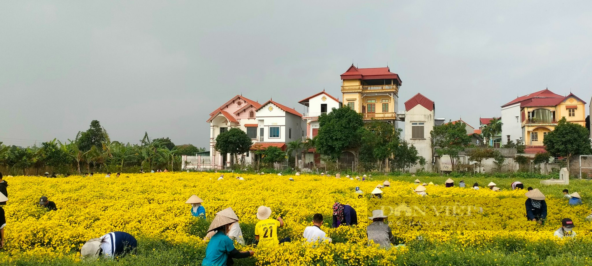 Nông dân Việt Nam xuất sắc đến từ Hưng Yên là người bán 200.000 tấn dược liệu/năm, lãi 4,5 tỷ- Ảnh 1.