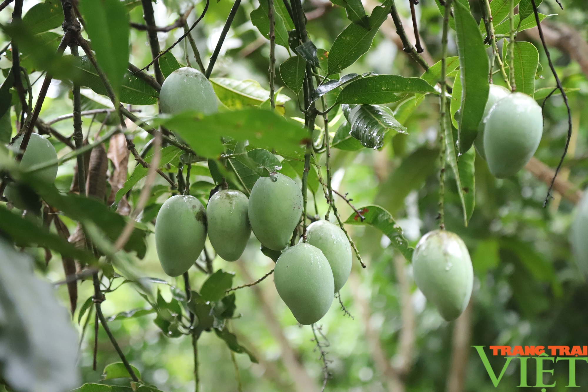 Yên Châu: Từ giống cầy trồng bạn địa, thành hàng hóa cung cấp cho siêu thị - Ảnh 2.