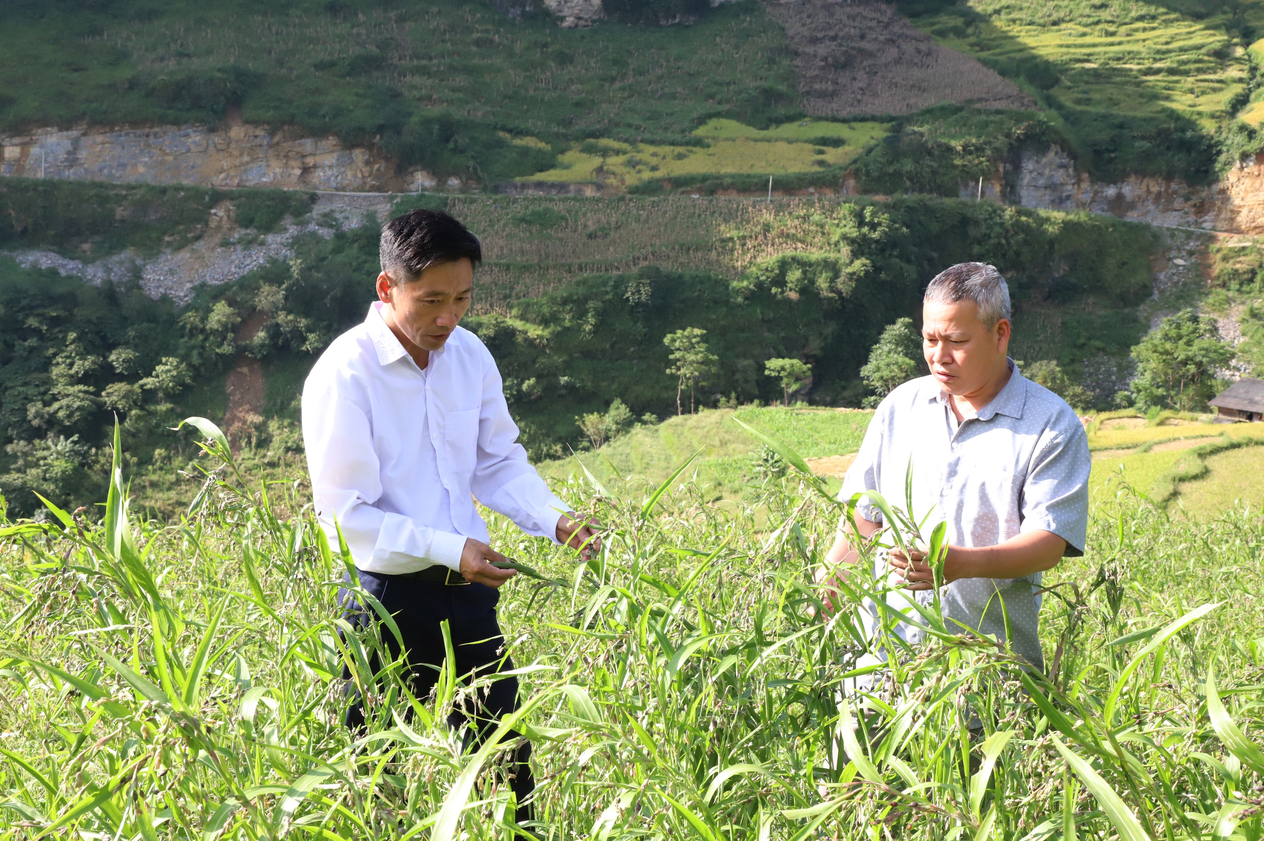 Nông dân ở xã biên giới Hà Giang thoát nghèo nhờ cây Ý dĩ và Hồng không hạt - Ảnh 1.