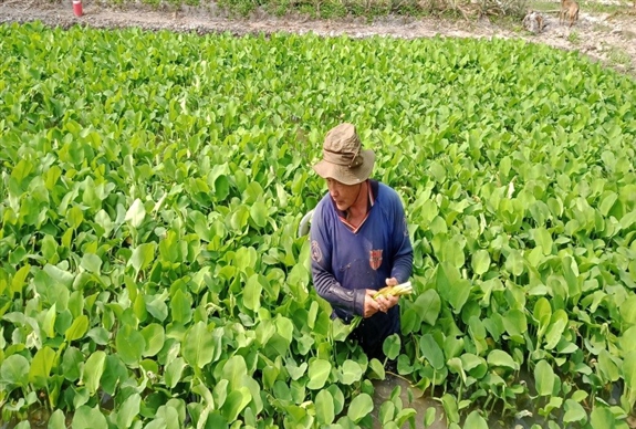 Liều trồng rau cù nèo, loại rau dại, ai ngờ một ông nông dân Hậu Giang nhổ bán hút hàng, giàu lên - Ảnh 1.