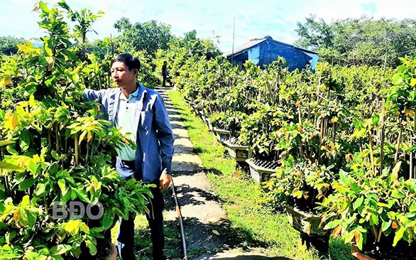 Trên một ngọn núi cao, người ta đang trồng sâm Lai Châu, thứ quý gì nở chùm hoa đỏ chót đắt tiền - Ảnh 2.