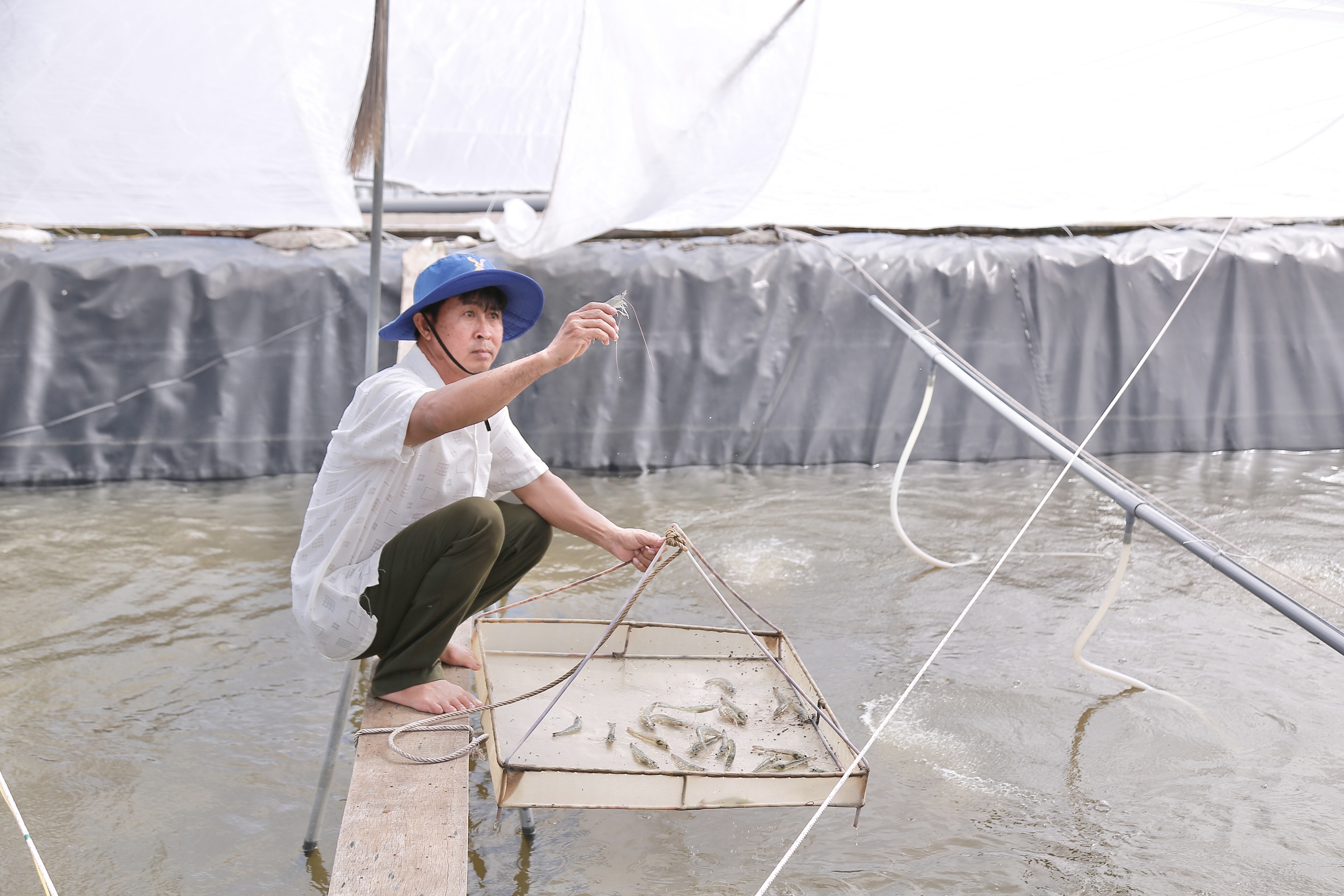 Một tỷ phú Bến Tre bỏ nghề mặn chát, liều nuôi tôm công nghệ cao, là Nông dân Việt Nam xuất sắc- Ảnh 2.