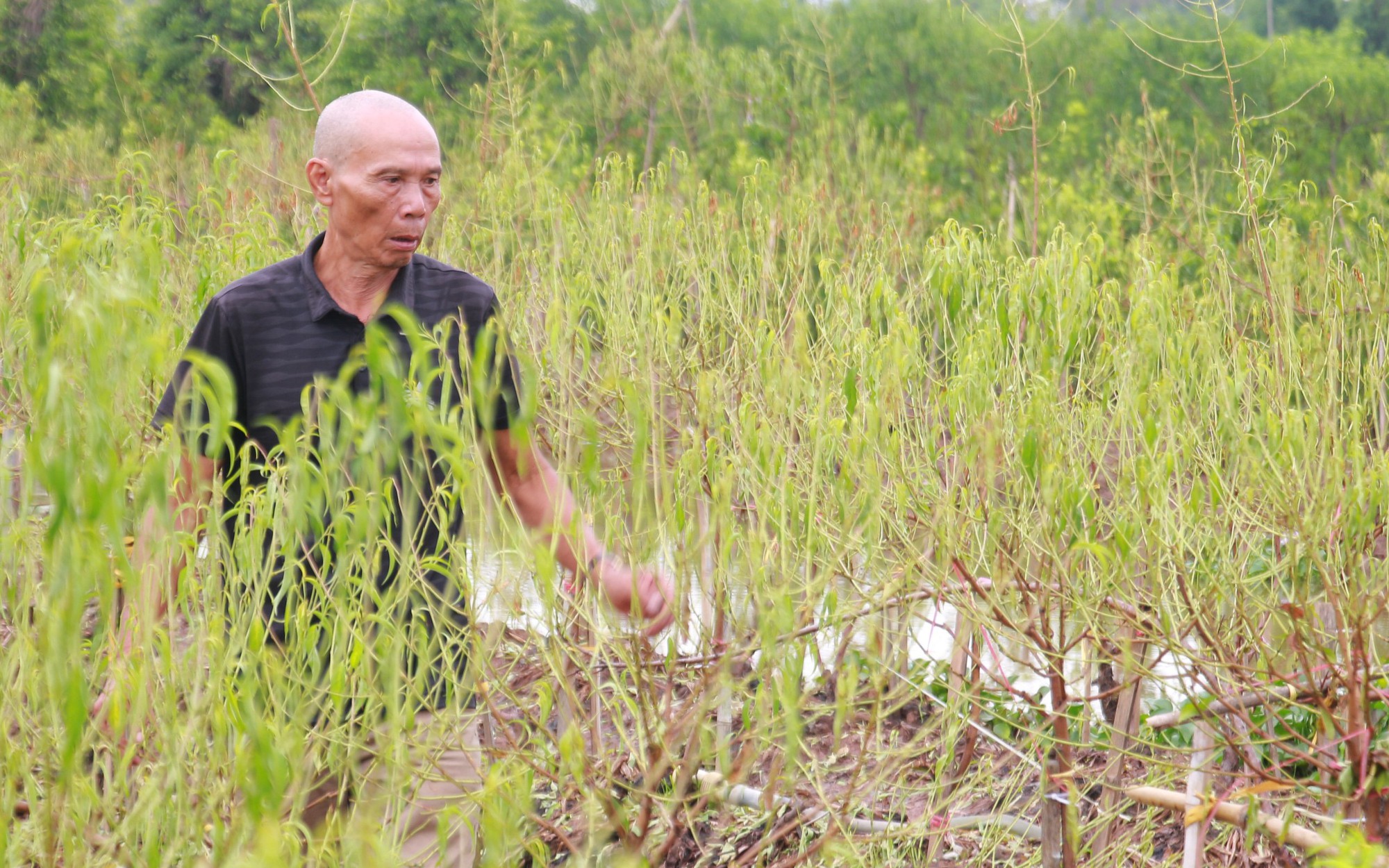 Ở một nơi của Quảng Nam, nông dân "biến" chất thải thành phân gì mà trồng cây tốt um? - Ảnh 8.