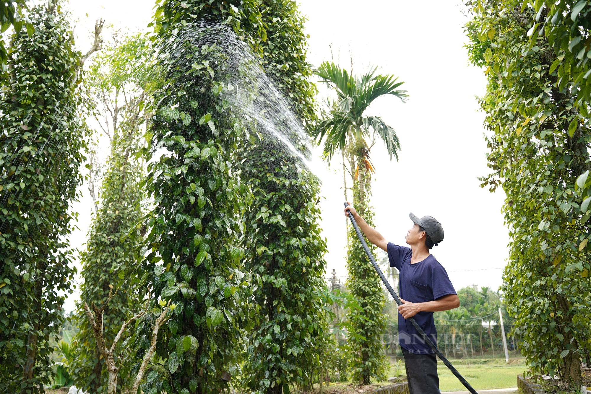 Ở một nơi của Quảng Nam, nông dân "biến" chất thải thành phân hữu cơ tốt cho cây, sạch môi trường - Ảnh 3.