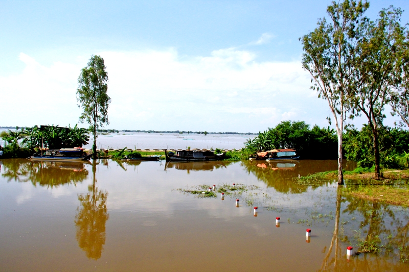 Nước sông Mê Kông đục ngầu cuồn cuộn chảy về đầu nguồn sông Cửu Long, đón lũ đẹp, cá đồng ngon- Ảnh 1.