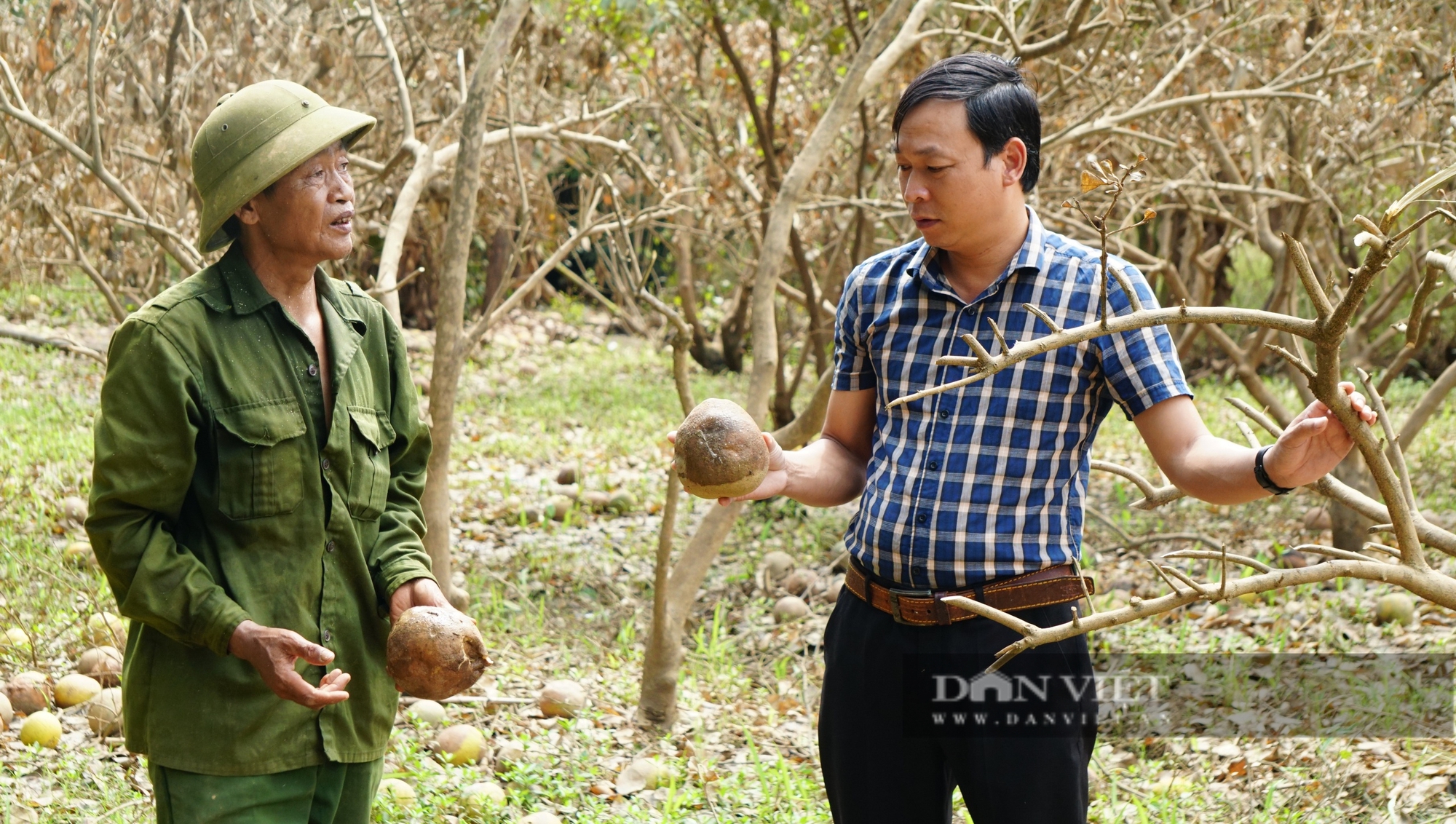 Nông dân gượng dậy thế nào sau bão Yagi: Nước mắt nông dân Yên Bái rơi trên vùng đất trồng bưởi "tiến vua" (Bài 6) - Ảnh 10.