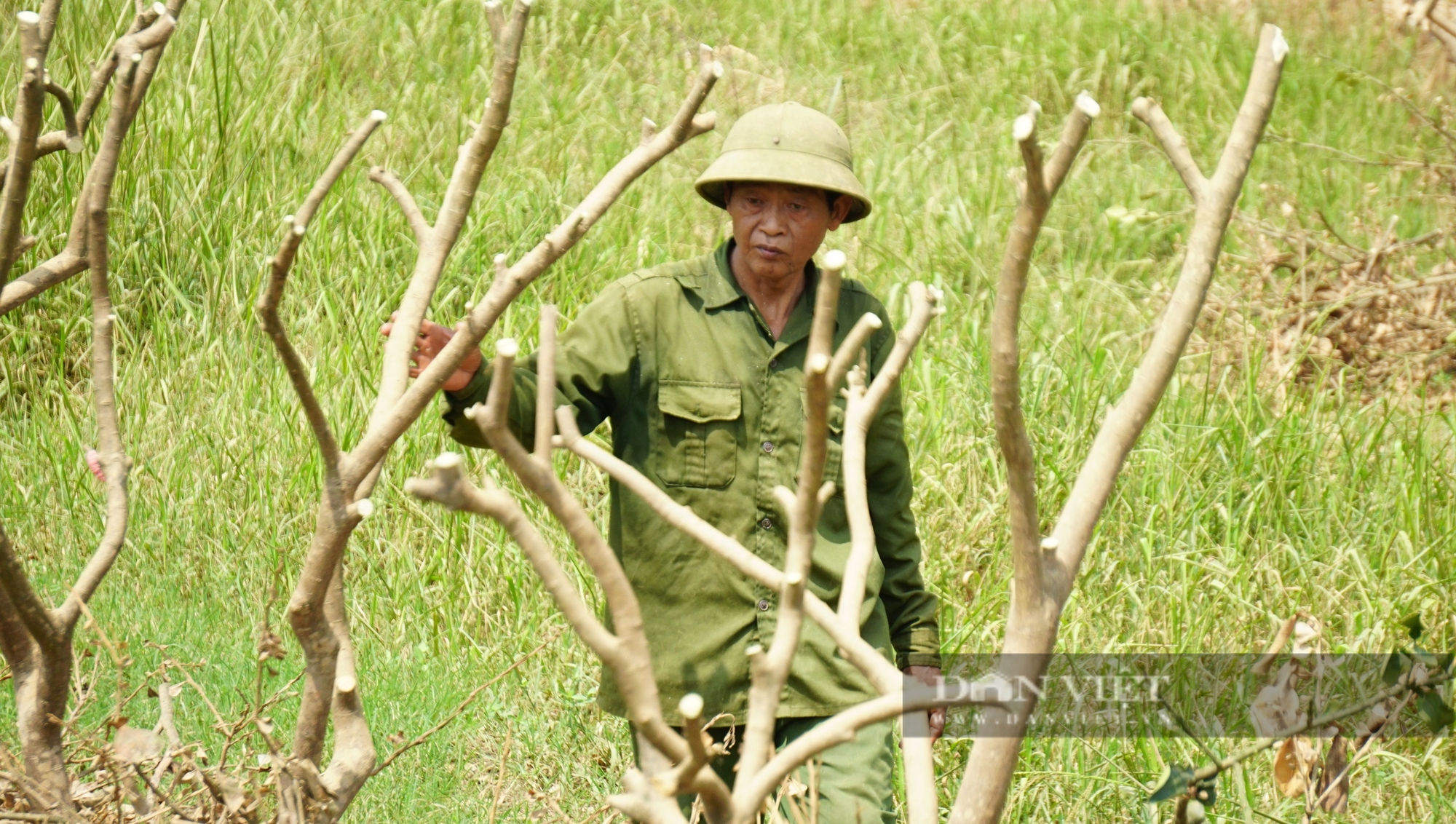 Nông dân gượng dậy thế nào sau bão Yagi: Nước mắt nông dân Yên Bái rơi trên vùng đất trồng bưởi "tiến vua" (Bài 6) - Ảnh 3.