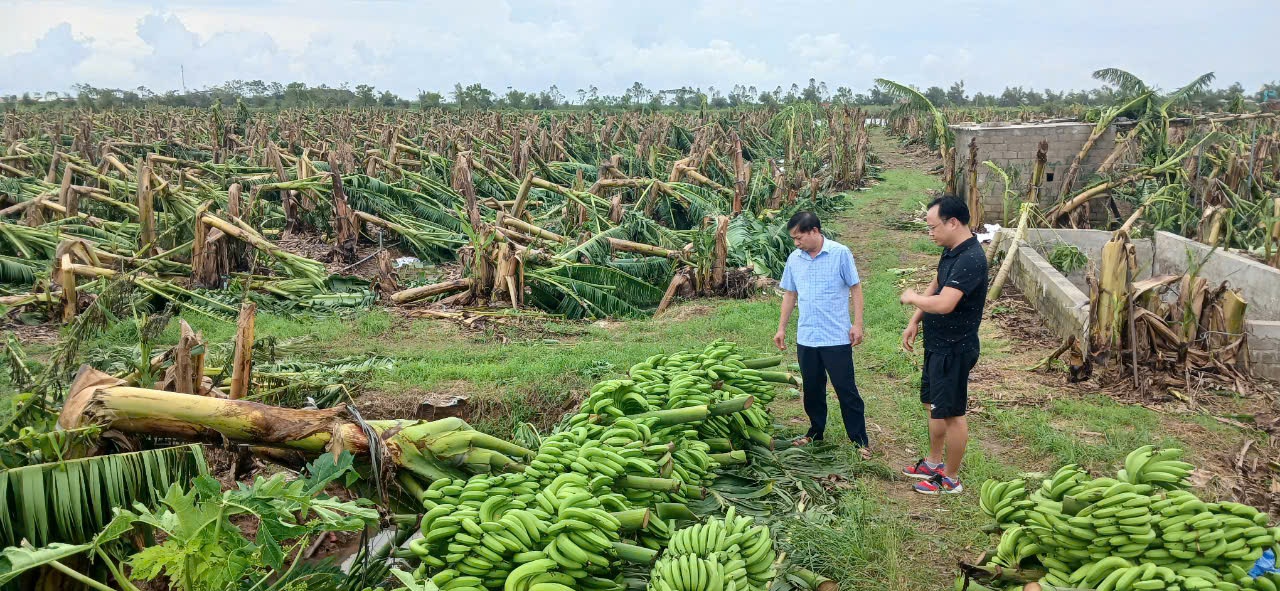 Nông dân gượng dậy thế nào sau bão Yagi: Hỗ trợ nông dân tham gia bảo hiểm nông nghiệp nhiều hơn - Ảnh 2.