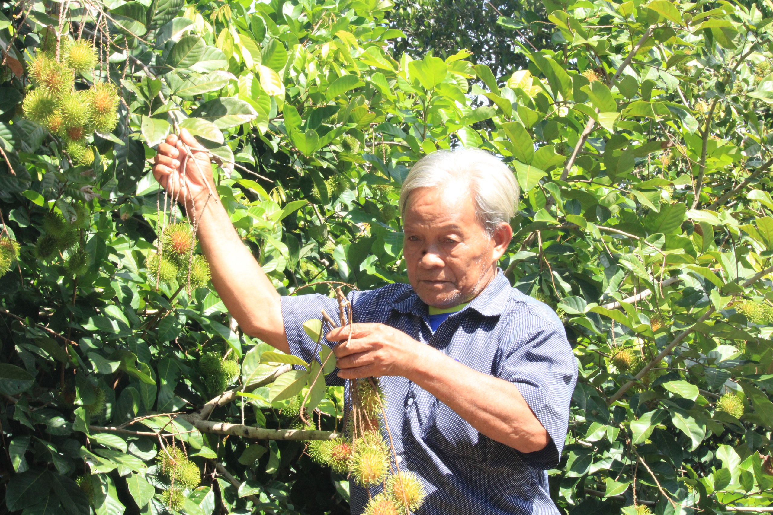 Khánh Hòa: Nhiều nông dân ở một xã của huyện miền núi Khánh Sơn thu hàng tỷ đồng nhờ trồng loại cây này- Ảnh 1.