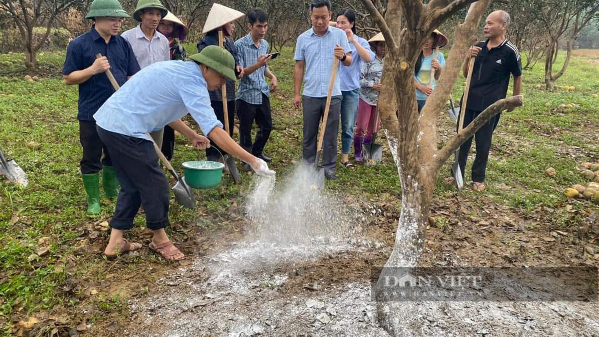 Nông dân gượng dậy thế nào sau bão Yagi: Nước mắt nông dân Yên Bái rơi trên vùng đất trồng bưởi "tiến vua" (Bài 6) - Ảnh 11.