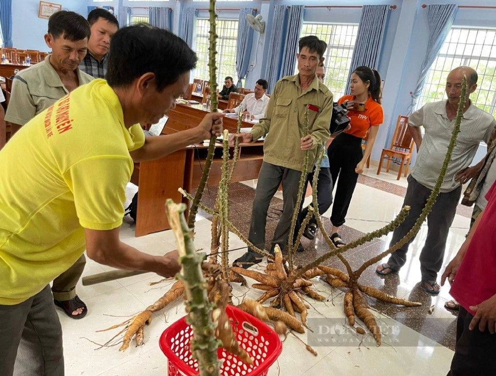 Kinh tế tập thể tạo động lực cho nông dân Phú Yên thoát nghèo bền vững - Ảnh 4.