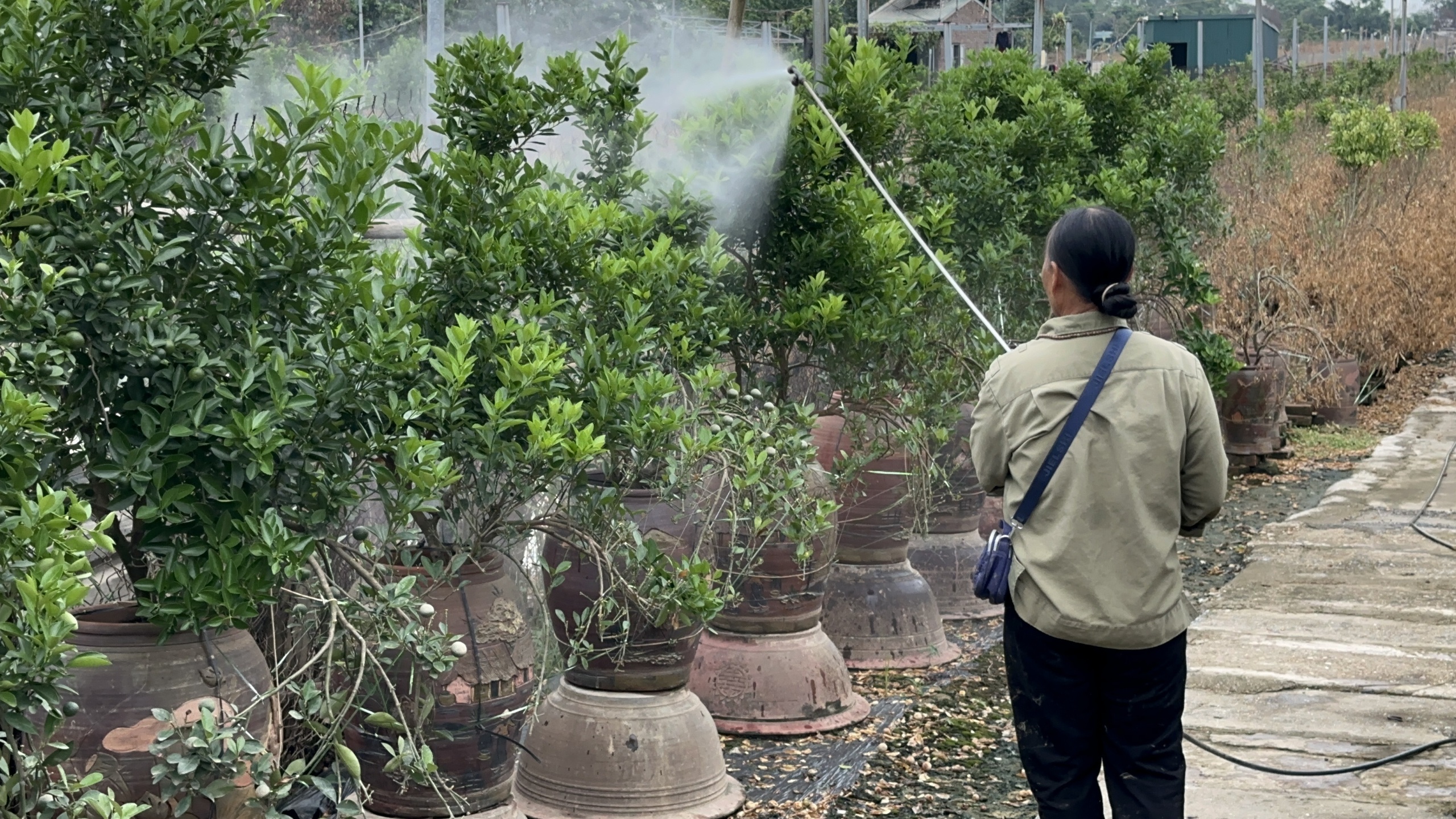 Làng cây cảnh hot nhất đất Thủ đô tan tác, tiền tỷ "chôn" trong bùn đất - Ảnh 3.