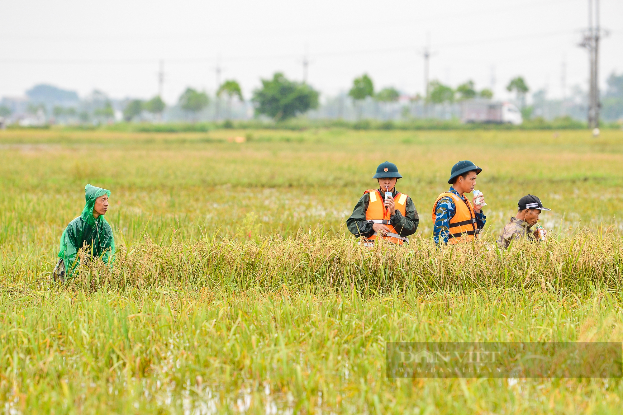 Người dân vùng rốn lũ Chương Mỹ ngâm mình dưới nước sâu hàng mét cứu vớt số lúa còn sót lại sau hoàn lưu bão - Ảnh 12.