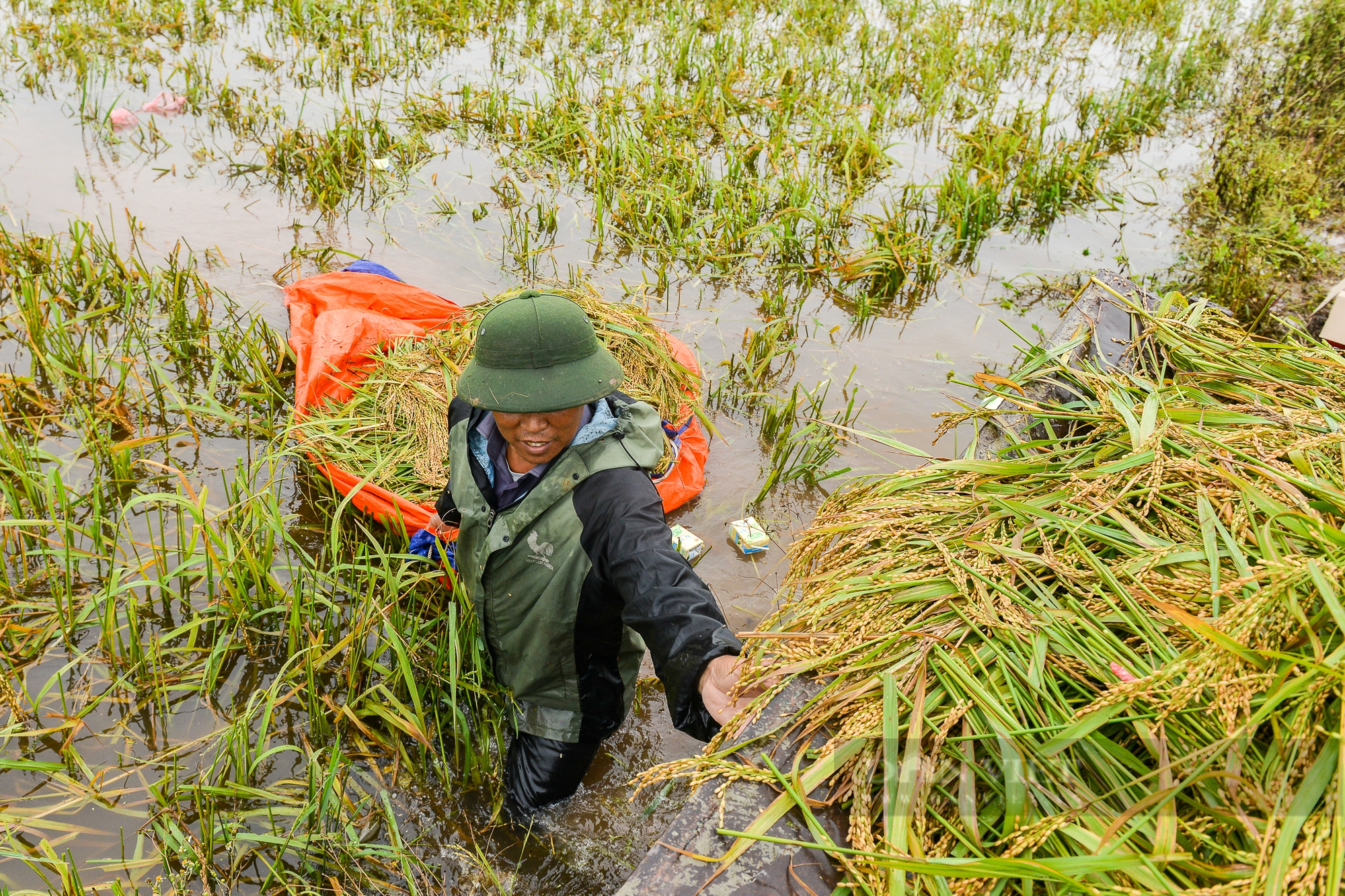 Người dân vùng rốn lũ Chương Mỹ ngâm mình dưới nước sâu hàng mét cứu vớt số lúa còn sót lại sau hoàn lưu bão - Ảnh 4.