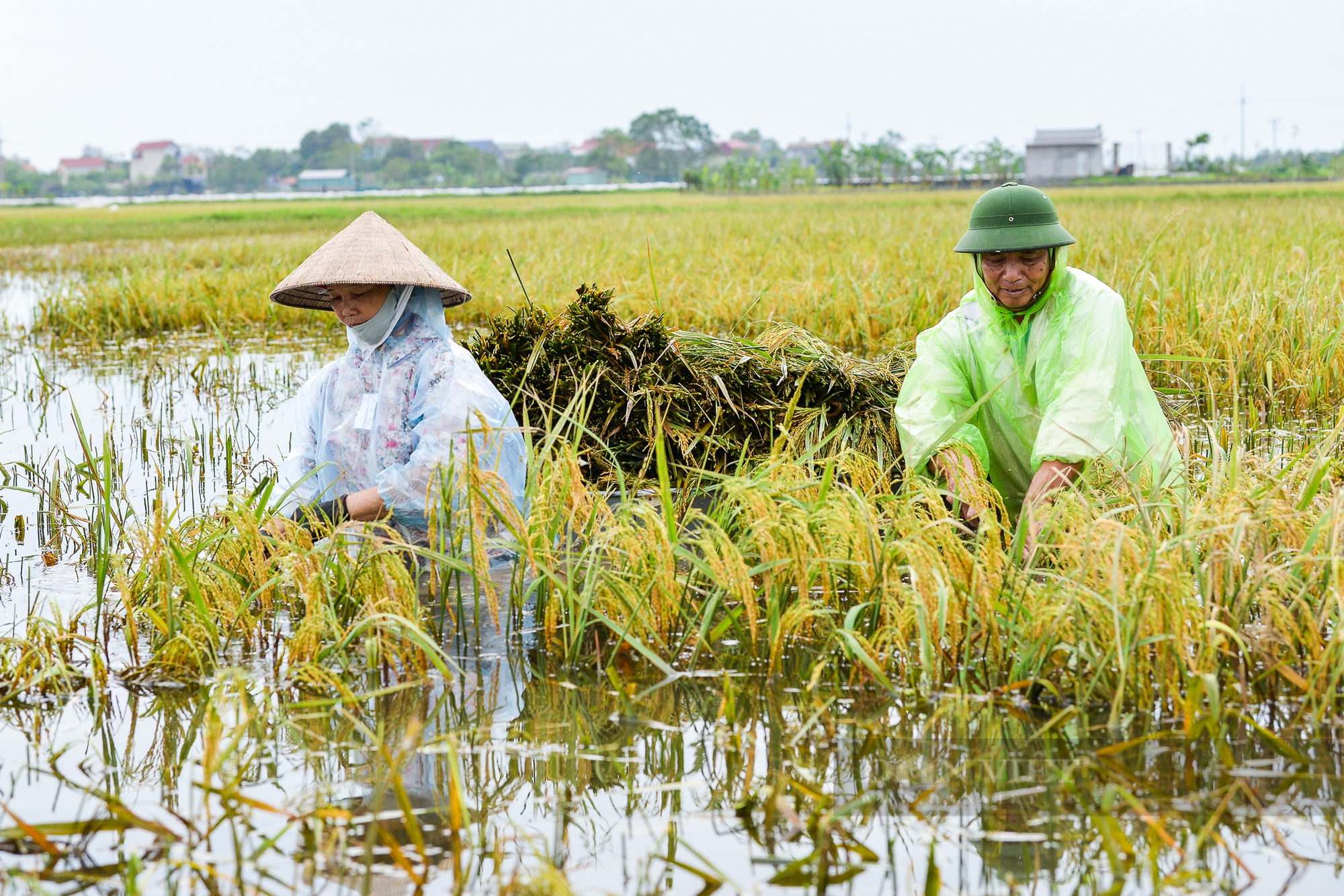 Người dân vùng rốn lũ Chương Mỹ ngâm mình dưới nước sâu hàng mét cứu vớt số lúa còn sót lại sau hoàn lưu bão - Ảnh 3.