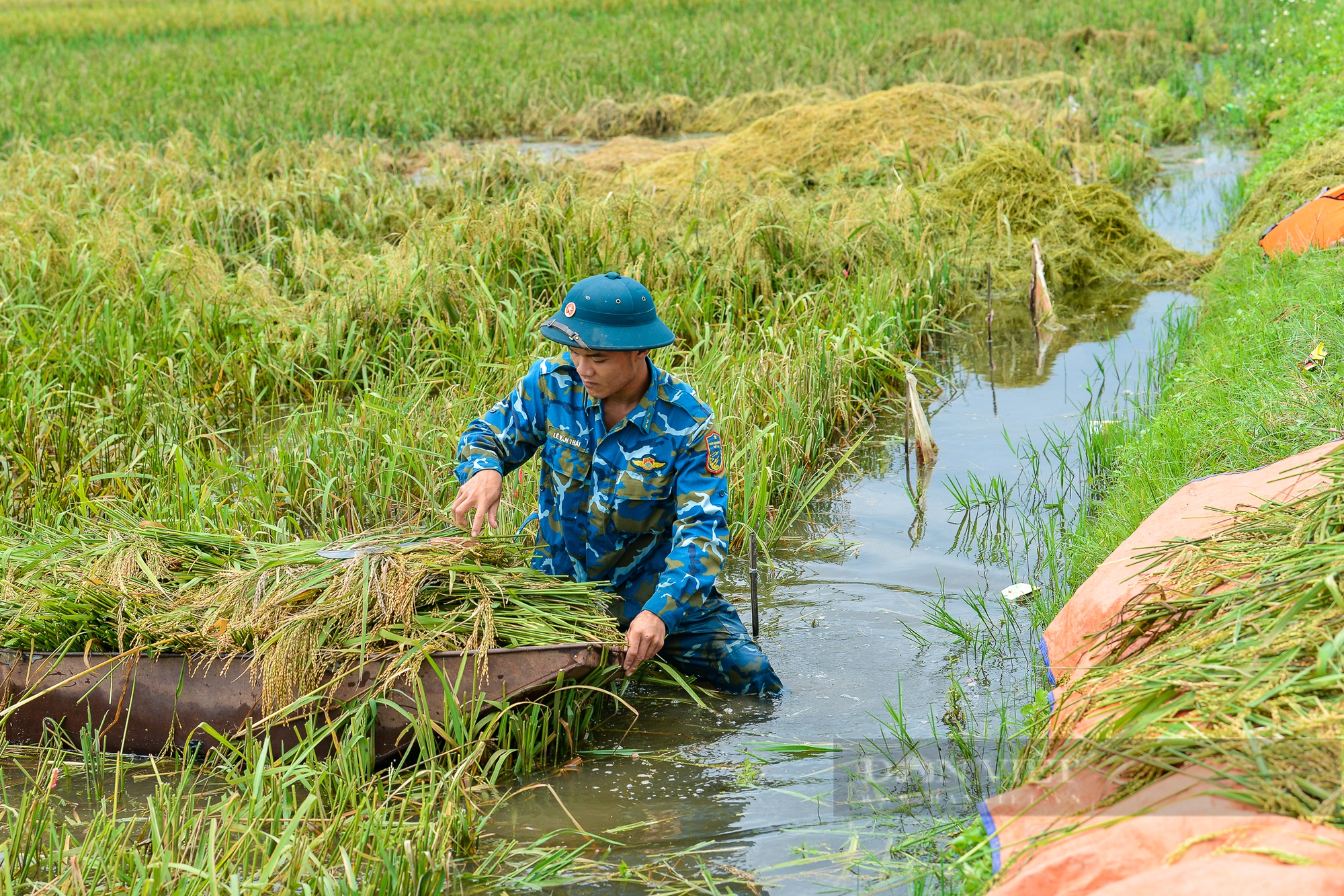 Người dân vùng rốn lũ Chương Mỹ ngâm mình dưới nước sâu hàng mét cứu vớt số lúa còn sót lại sau hoàn lưu bão - Ảnh 11.