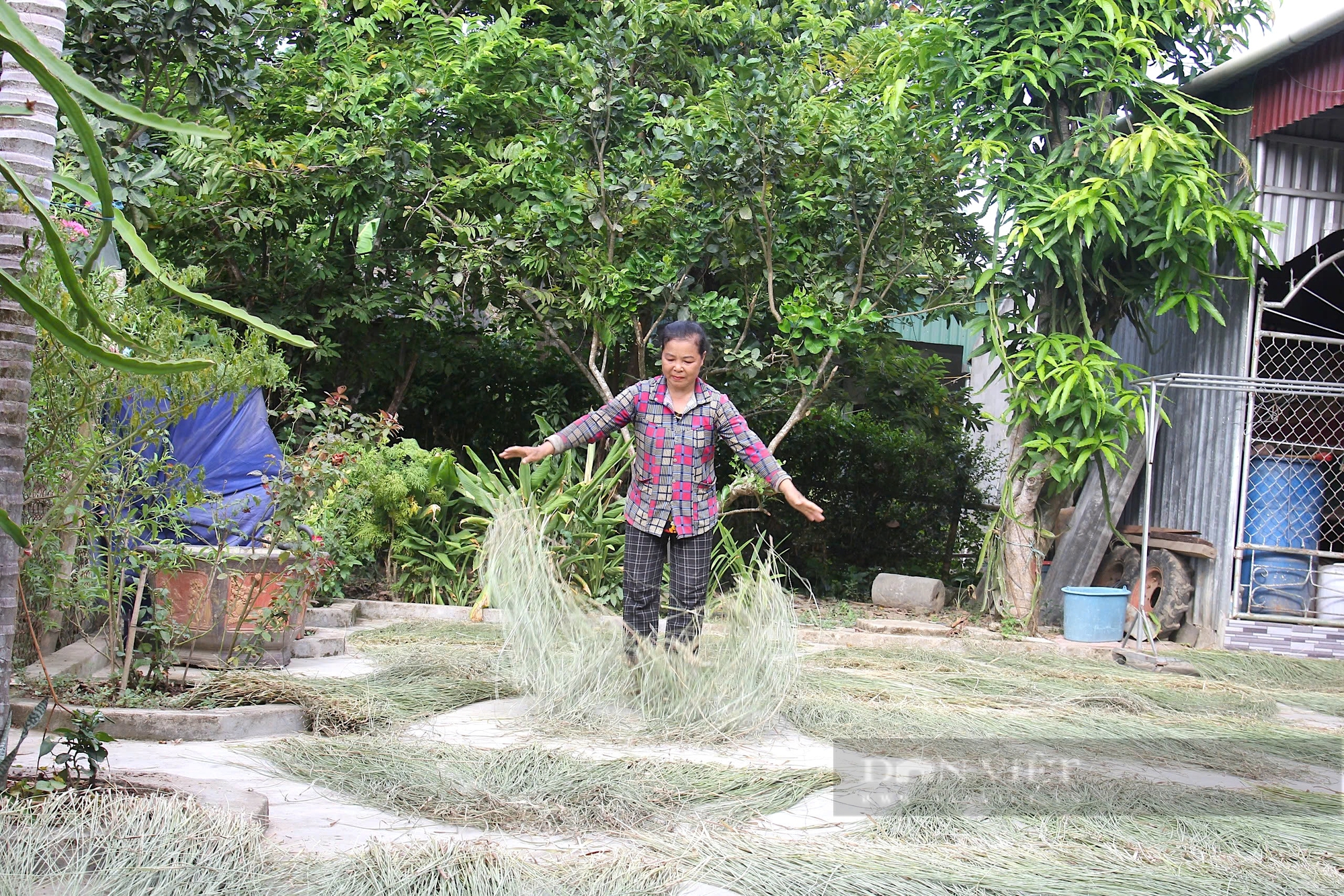 Độc đáo nghề trồng cây cói chỉ có nơi “ốc đảo” giữa dòng Lam Giang, Nghi Xuân, Hà Tĩnh - Ảnh 4.