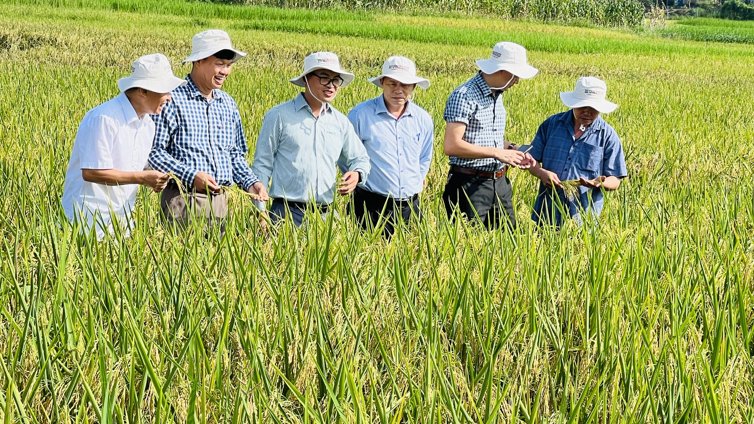 Thái Nguyên: Nông dân mong muốn được mở rộng diện tích giống lúa Thụy Hương 308- Ảnh 1.