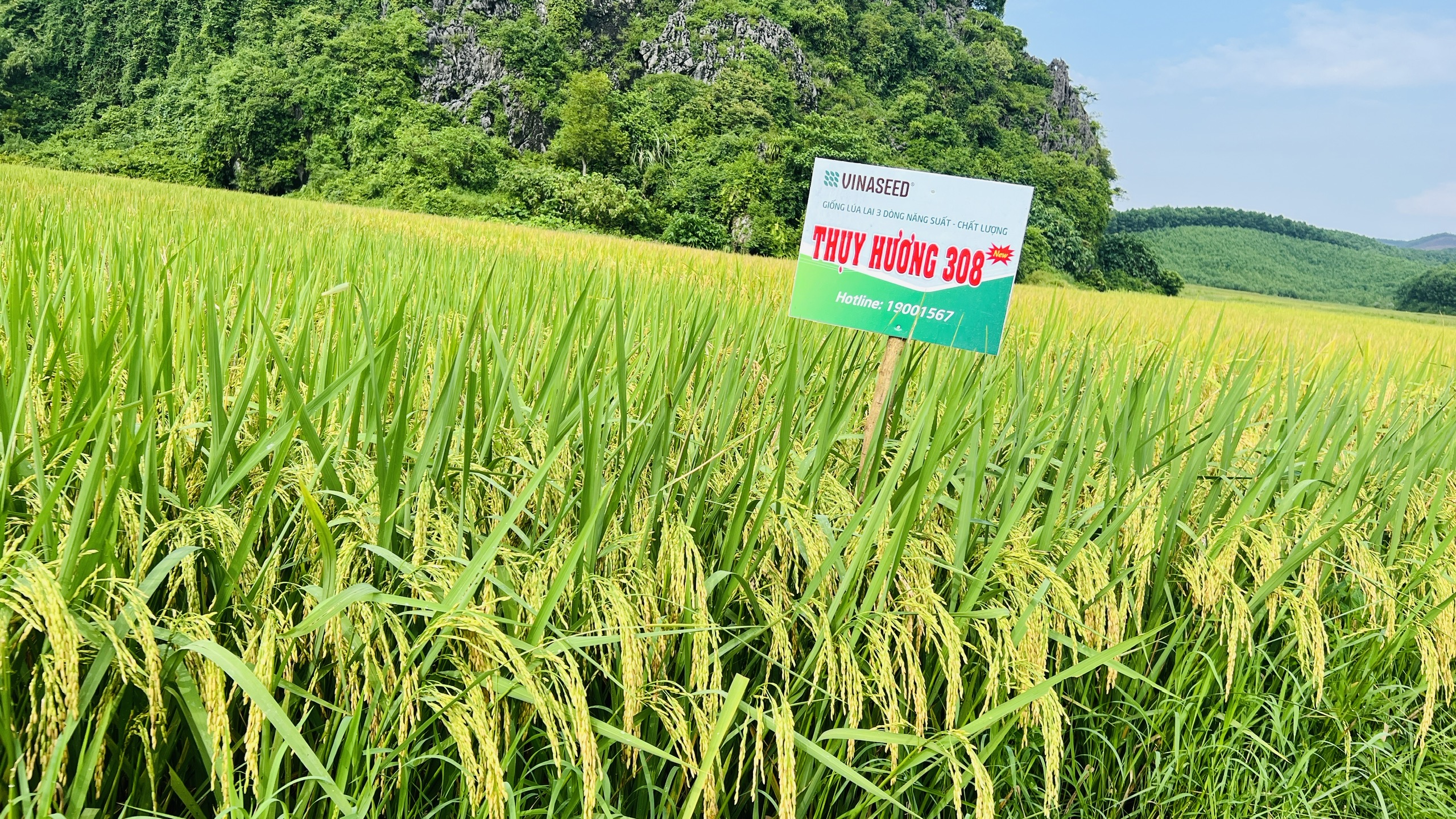 Thái Nguyên: Nông dân mong muốn được mở rộng diện tích giống lúa Thụy Hương 308- Ảnh 3.