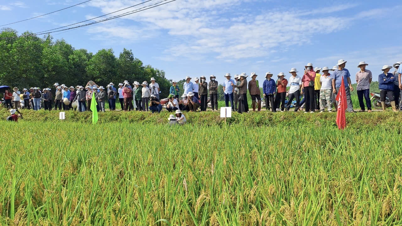 Thái Nguyên: Nông dân mong muốn được mở rộng diện tích giống lúa Thụy Hương 308- Ảnh 4.