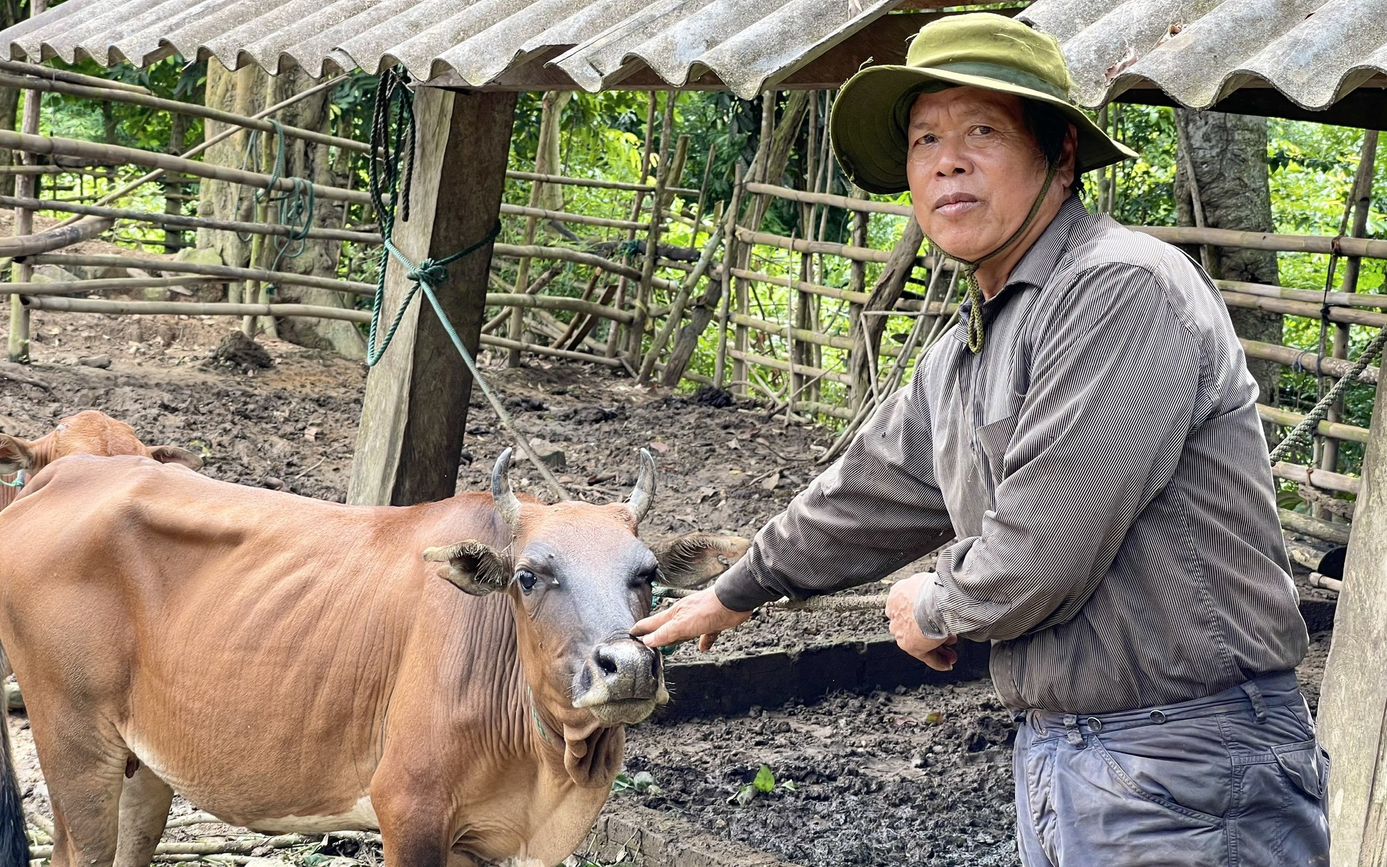 Người "nuôi lung tung" hơn 100 con trâu, bò, ngựa ở Điện Biên là Nông dân Việt Nam xuất sắc - Ảnh 7.