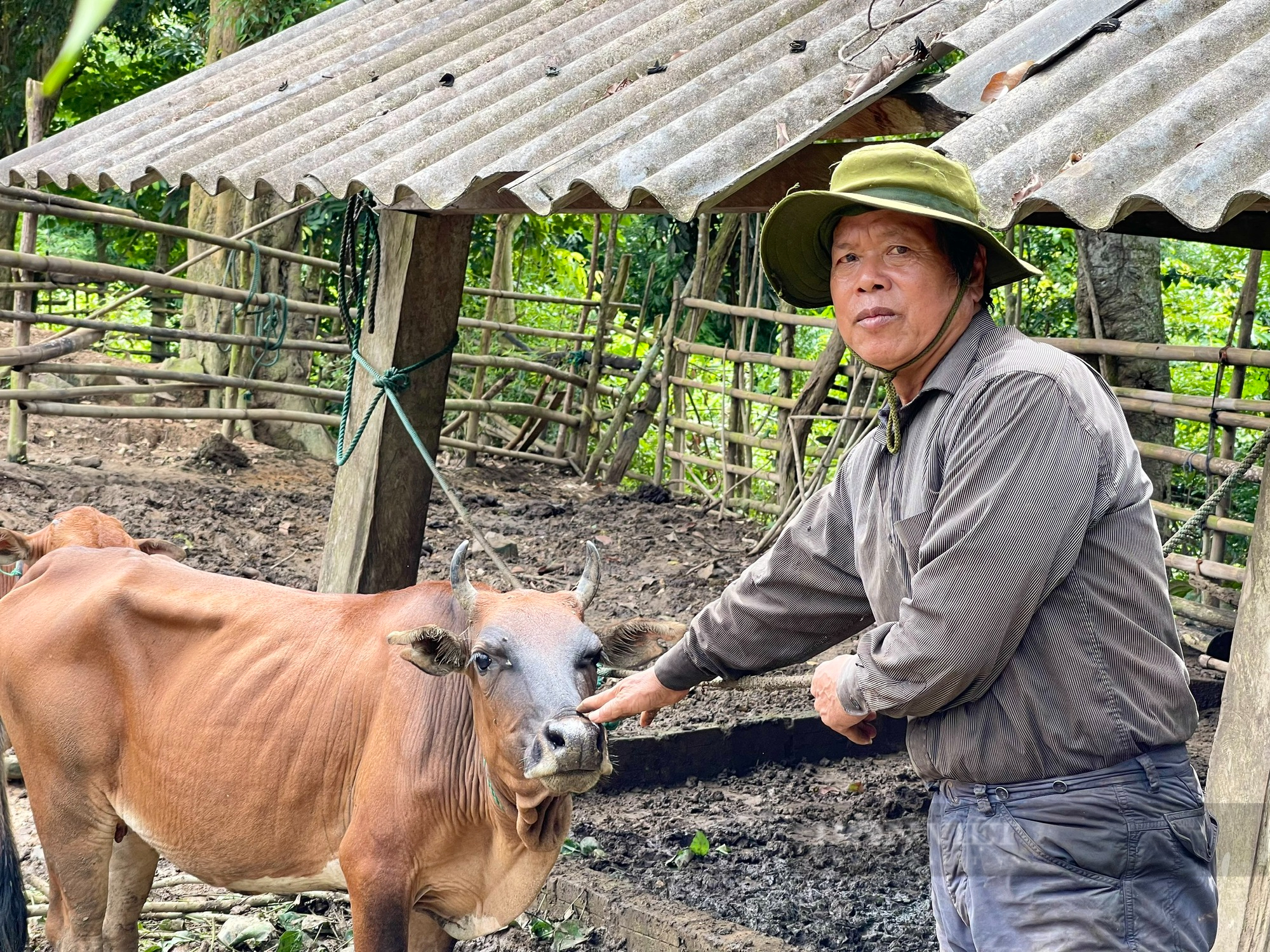 Người Ma Coong ở xã miền núi Quảng Bình vay vốn nuôi trâu, bò để thoát nghèo- Ảnh 1.