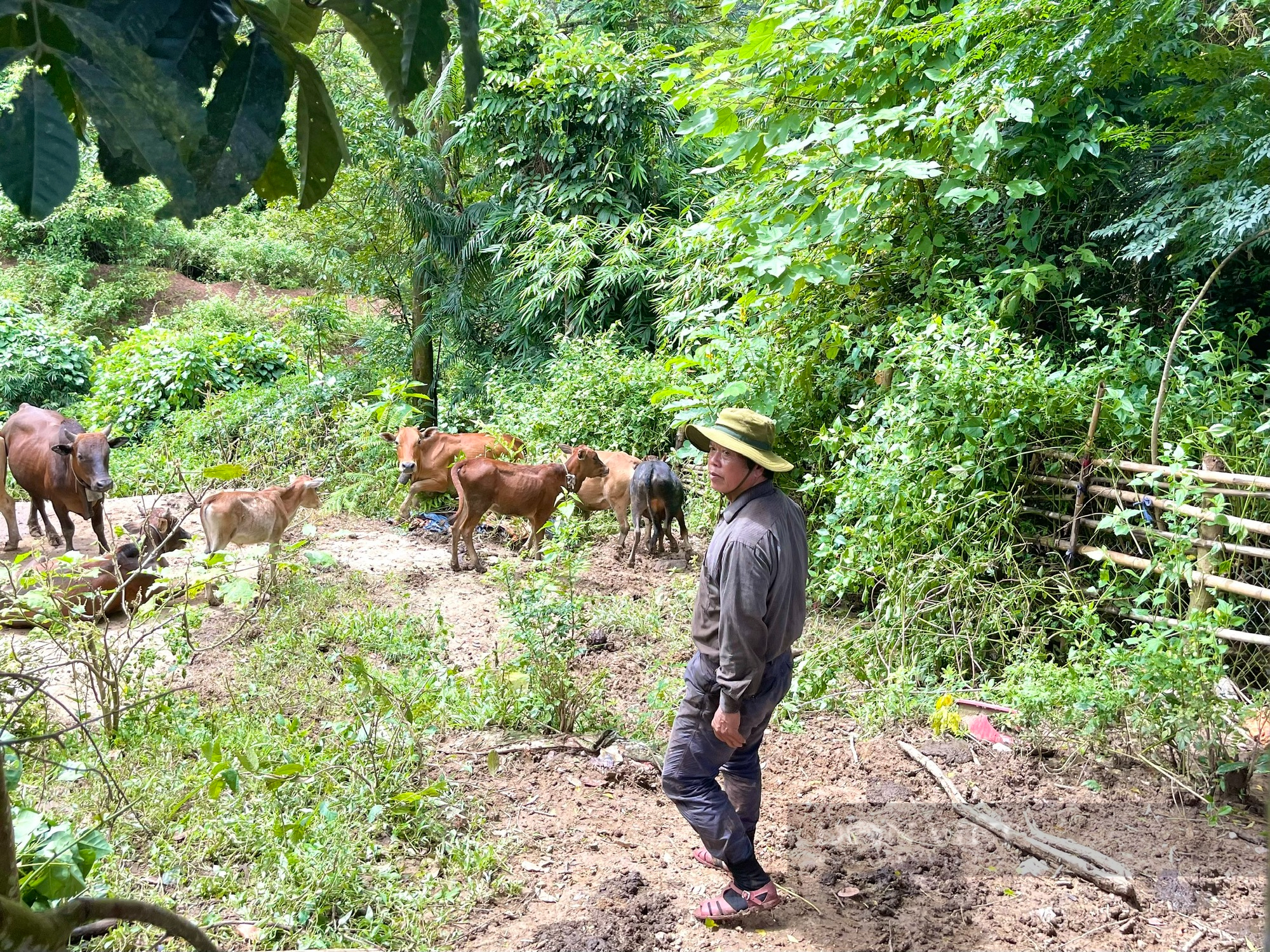 Người Ma Coong ở xã miền núi Quảng Bình vay vốn nuôi trâu, bò để thoát nghèo- Ảnh 2.