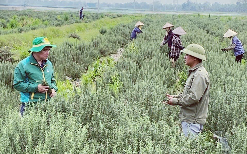 Giữa dòng sông Lam ở Hà Tĩnh có một "hòn đảo", dân ở đây trồng thứ cây tốt um trông như cỏ dại - Ảnh 2.