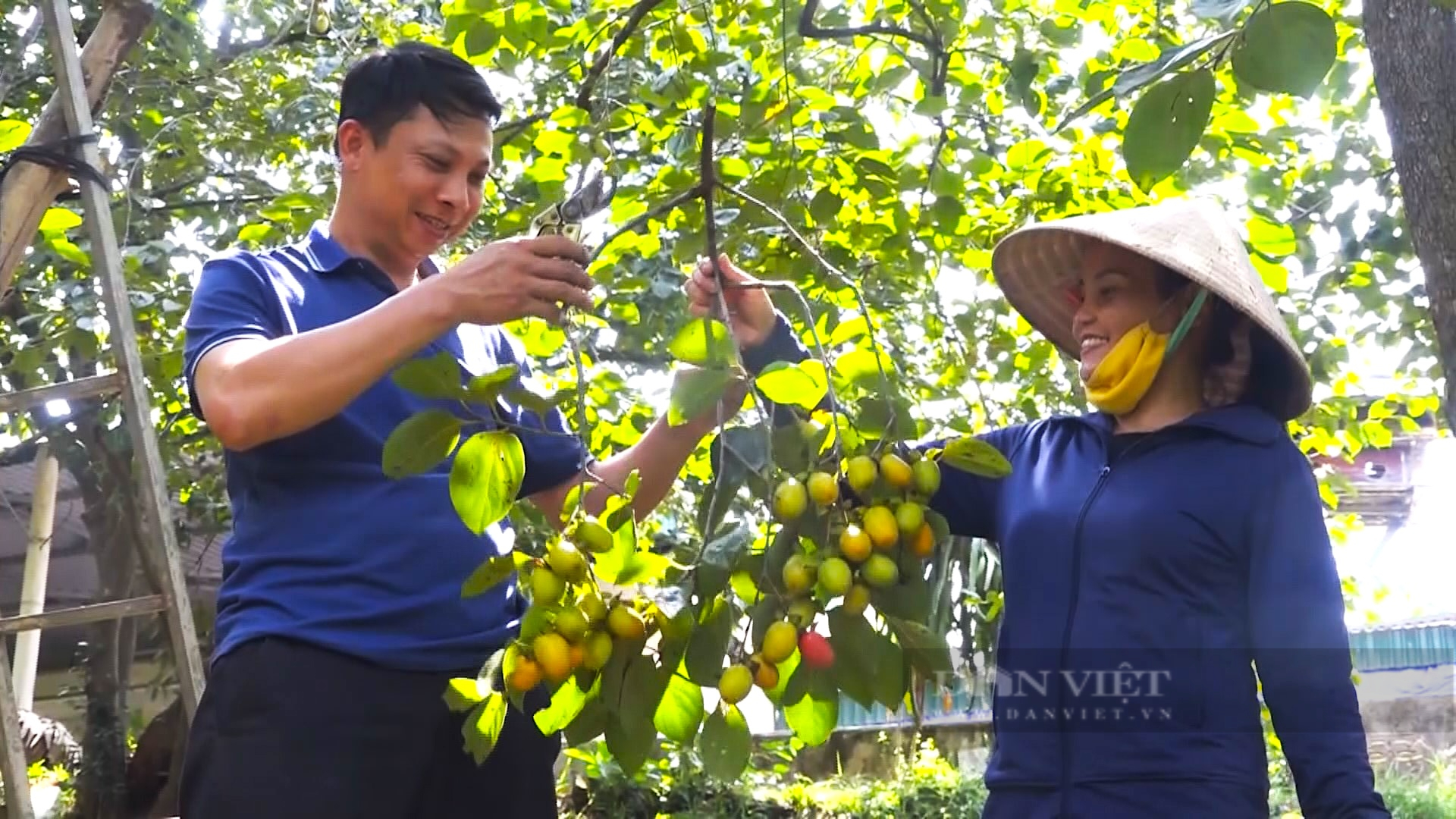 Nông dân miền núi Hà Tĩnh vui mừng khi mùa hồng giòn Yên Du được giá- Ảnh 5.