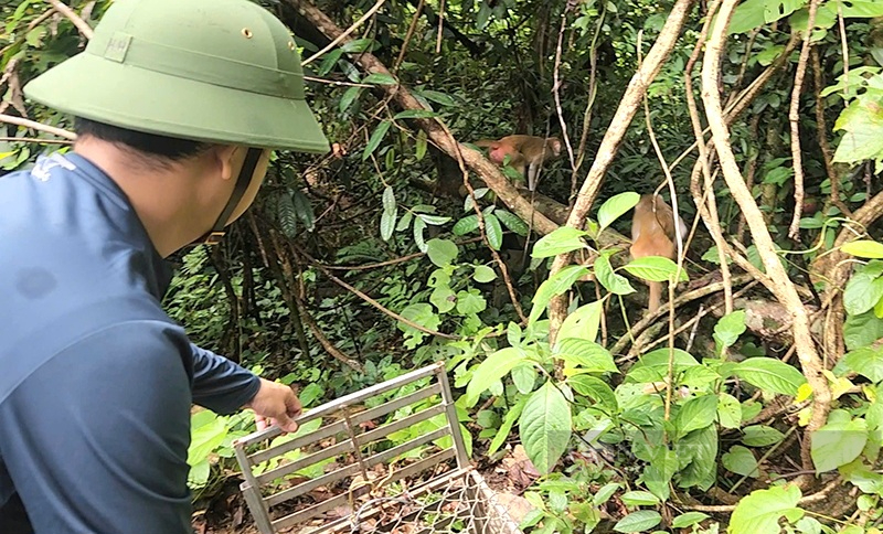 Quảng Bình: Thả khỉ vàng, rùa sa nhân, chim ưng Ấn Độ và loạt động vật có tên trong sách đỏ về với tự nhiên - Ảnh 1.