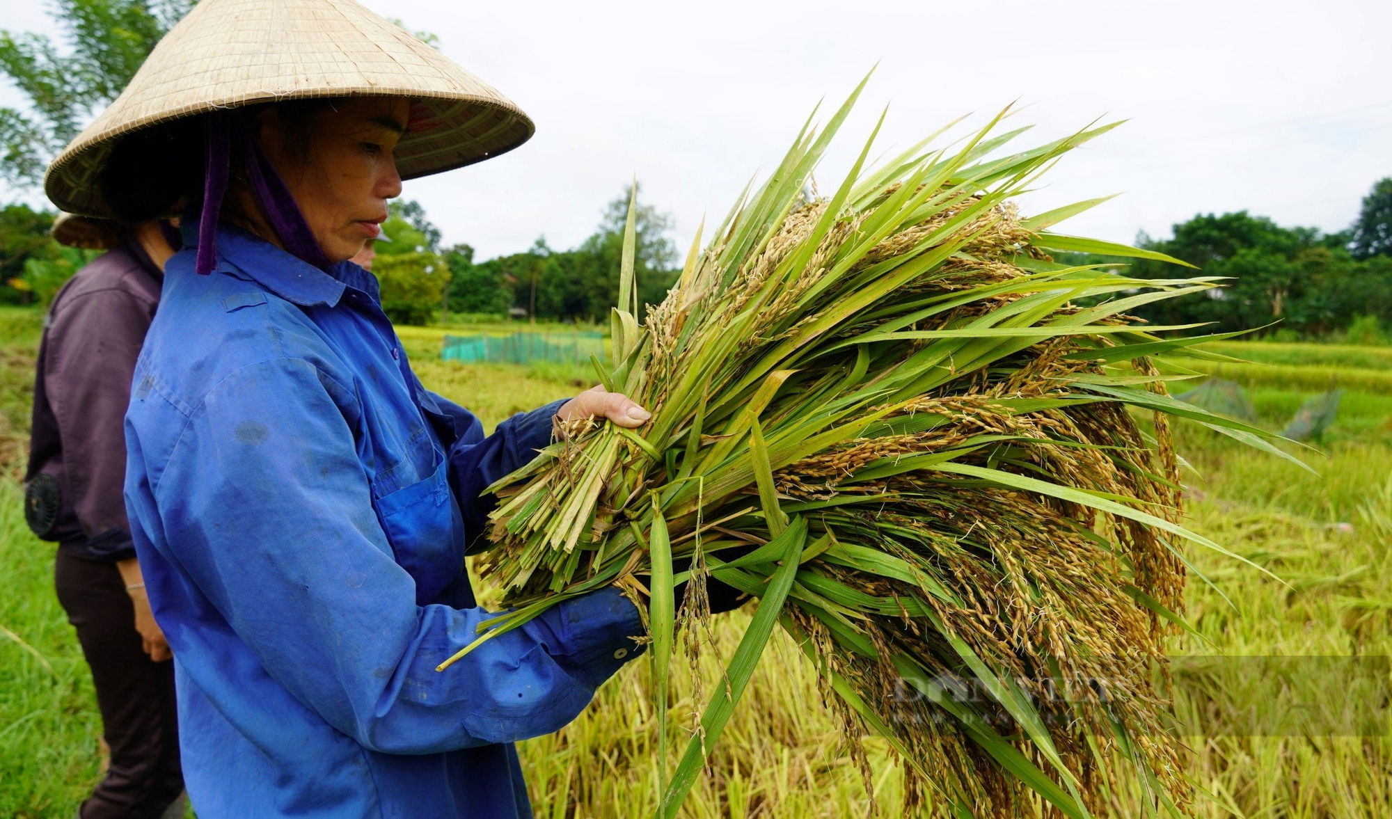 Lúa nảy mầm trắng xóa nông dân xã này ở Nghệ An mất hơn 7 tỷ đồng - Ảnh 1.