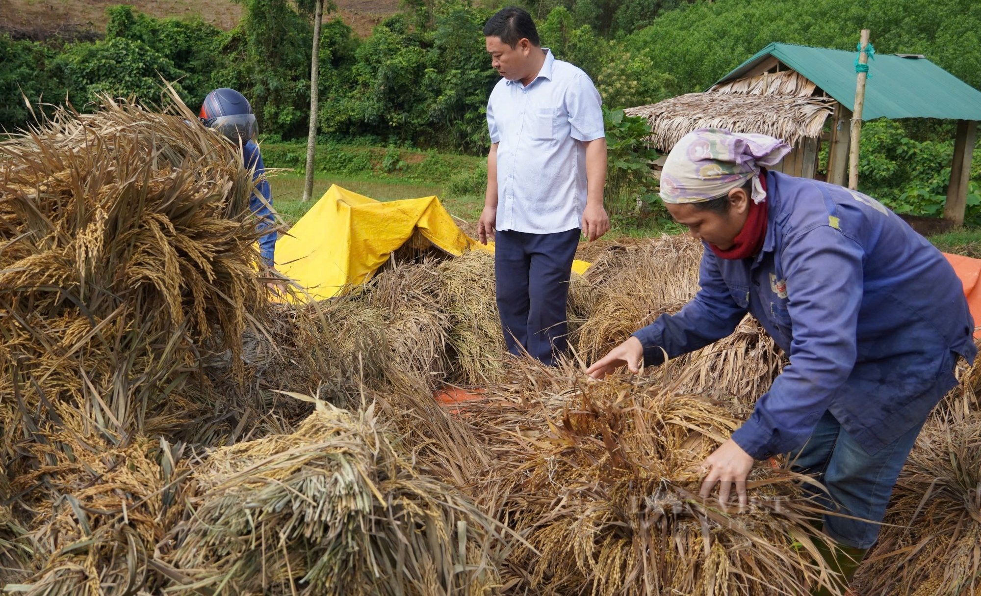 Lúa nảy mầm trắng xóa nông dân xã này ở Nghệ An mất hơn 7 tỷ đồng - Ảnh 4.