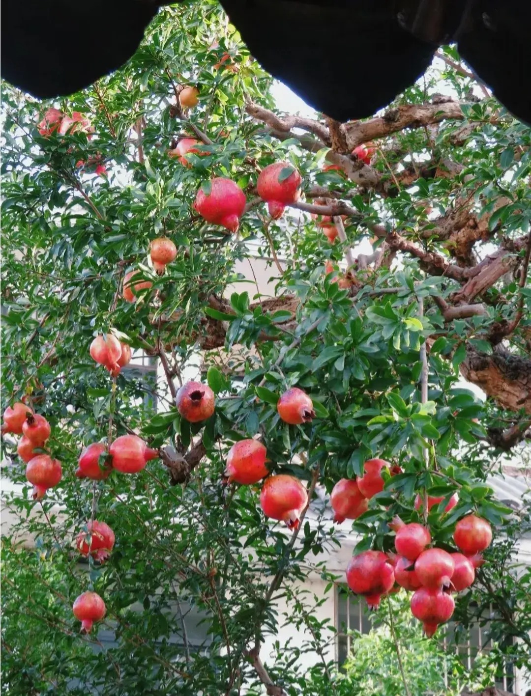 Người xưa nói: "Muốn giàu có, trước cửa phải có cây", 5 cây giúp con cháu sung túc, ngũ phúc đến cửa - Ảnh 13.