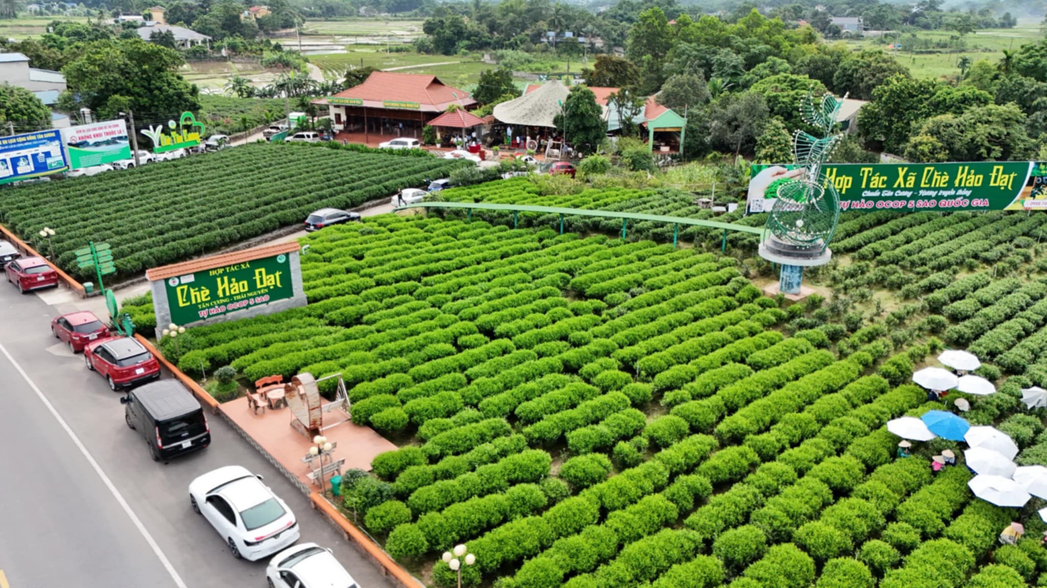 Hành trình xây dựng thương hiệu chè Hảo Đạt và vinh dự trở thành HTX tiêu biểu toàn quốc năm 2024 - Ảnh 2.