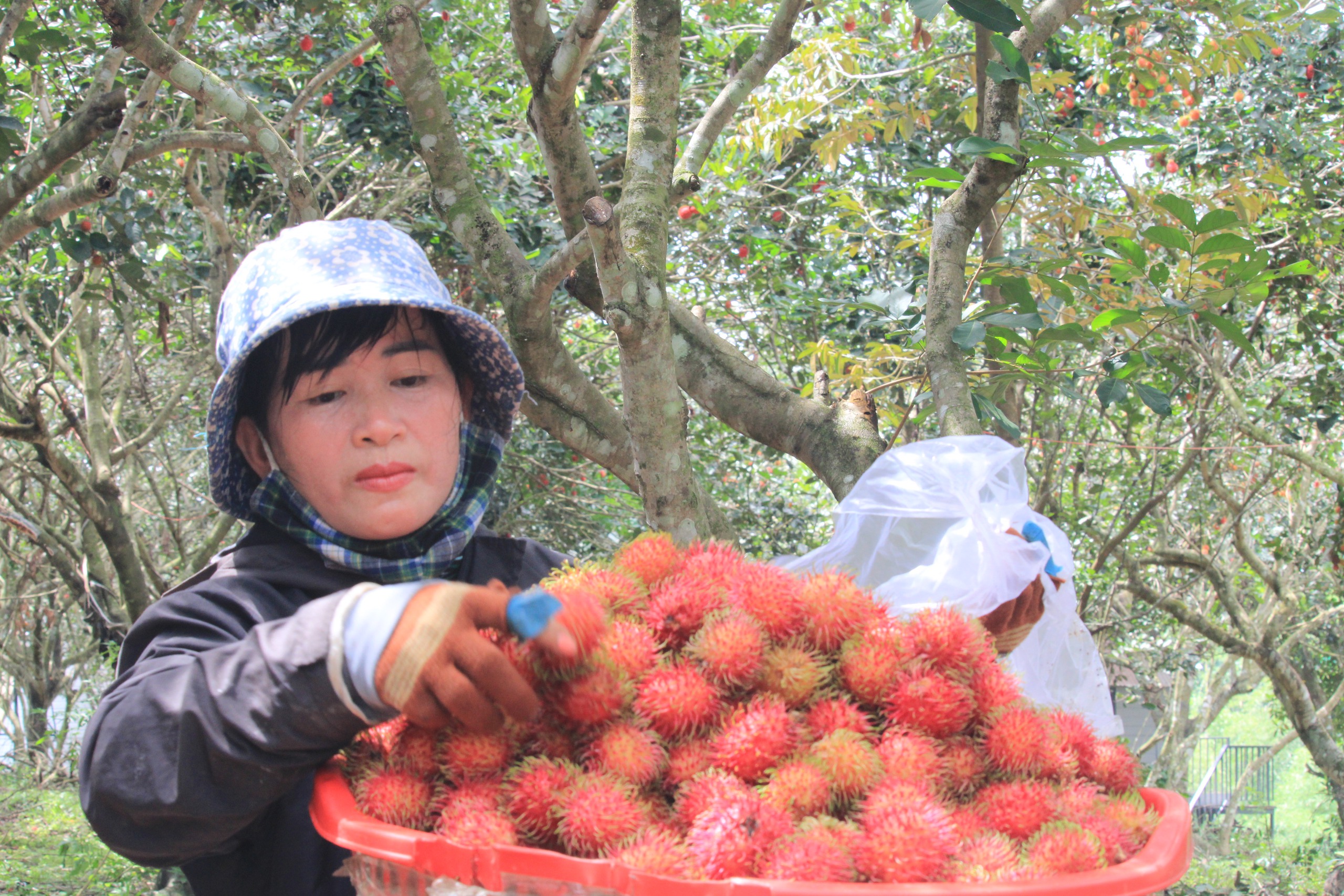 Một nông dân ở Khánh Vĩnh làm nông nghiệp kết hợp du lịch, khách nhìn là thích ăn tại vườn - Ảnh 2.