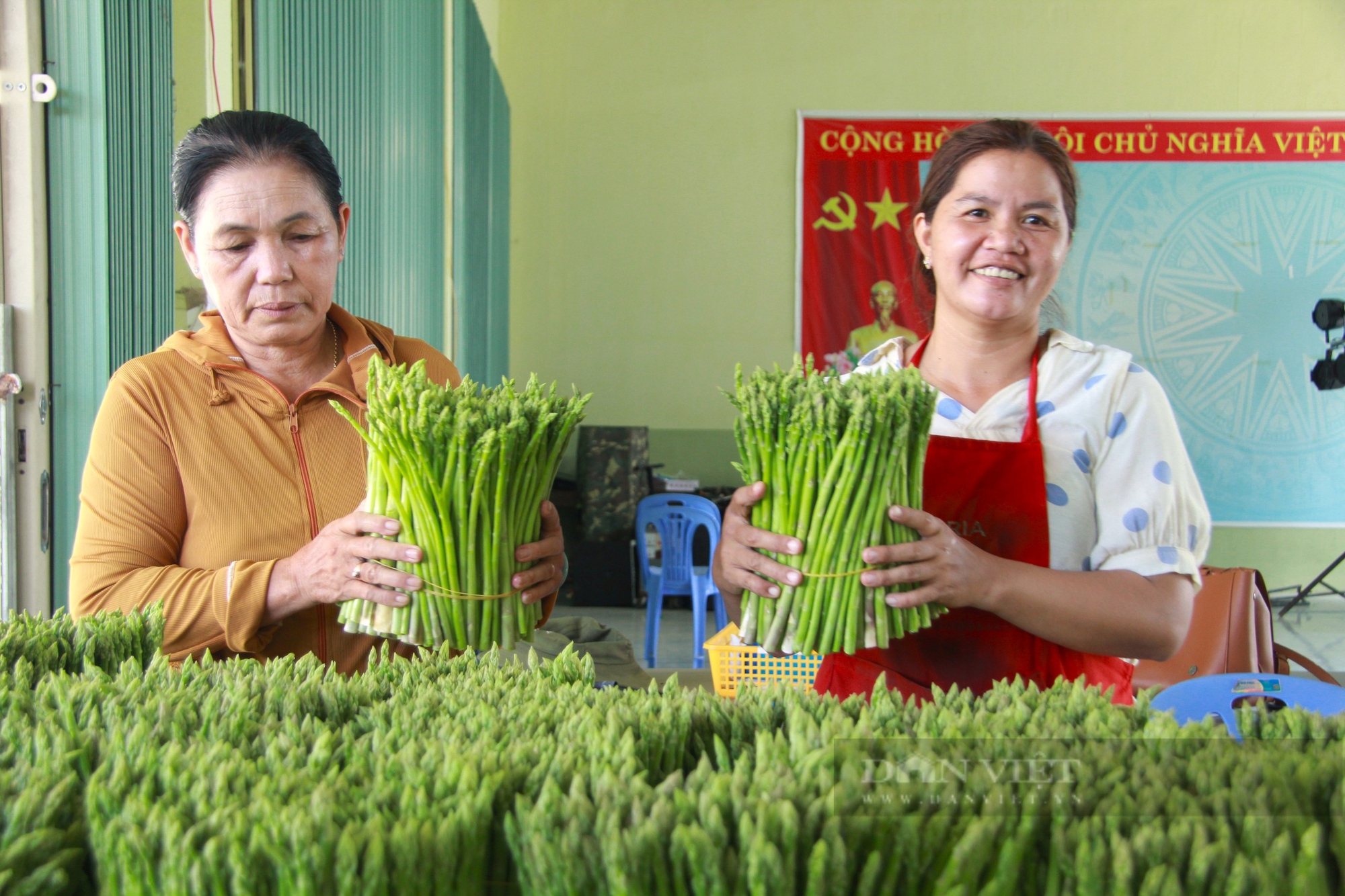 Có Hợp tác xã này "đỡ đầu", nông dân vùng trồng măng tây xanh lớn nhất Ninh Thuận khá lên trông thấy - Ảnh 6.