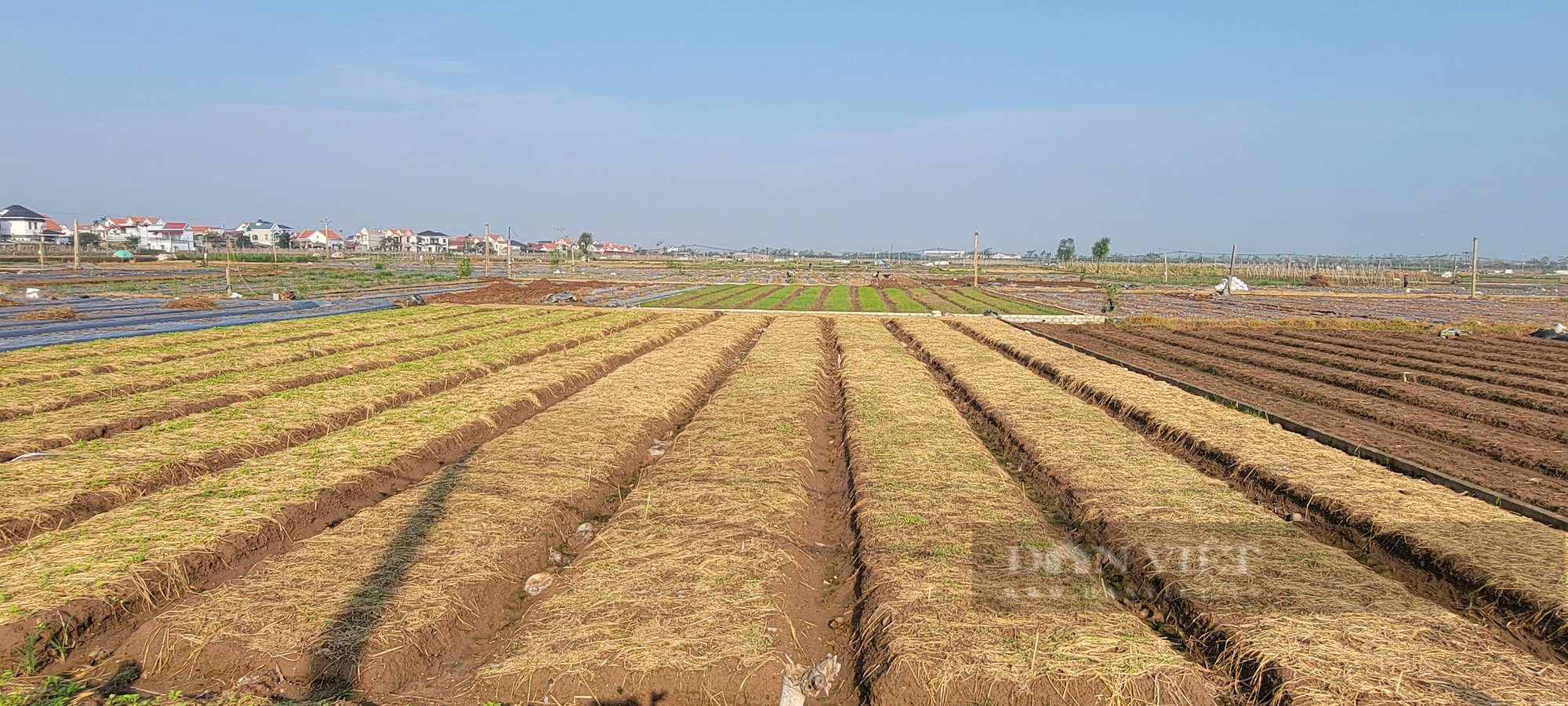 Hải Dương nỗ lực khắc phục hậu quả sau bão lũ, sớm đưa hoạt động sản xuất phục hồi trở lại - Ảnh 11.