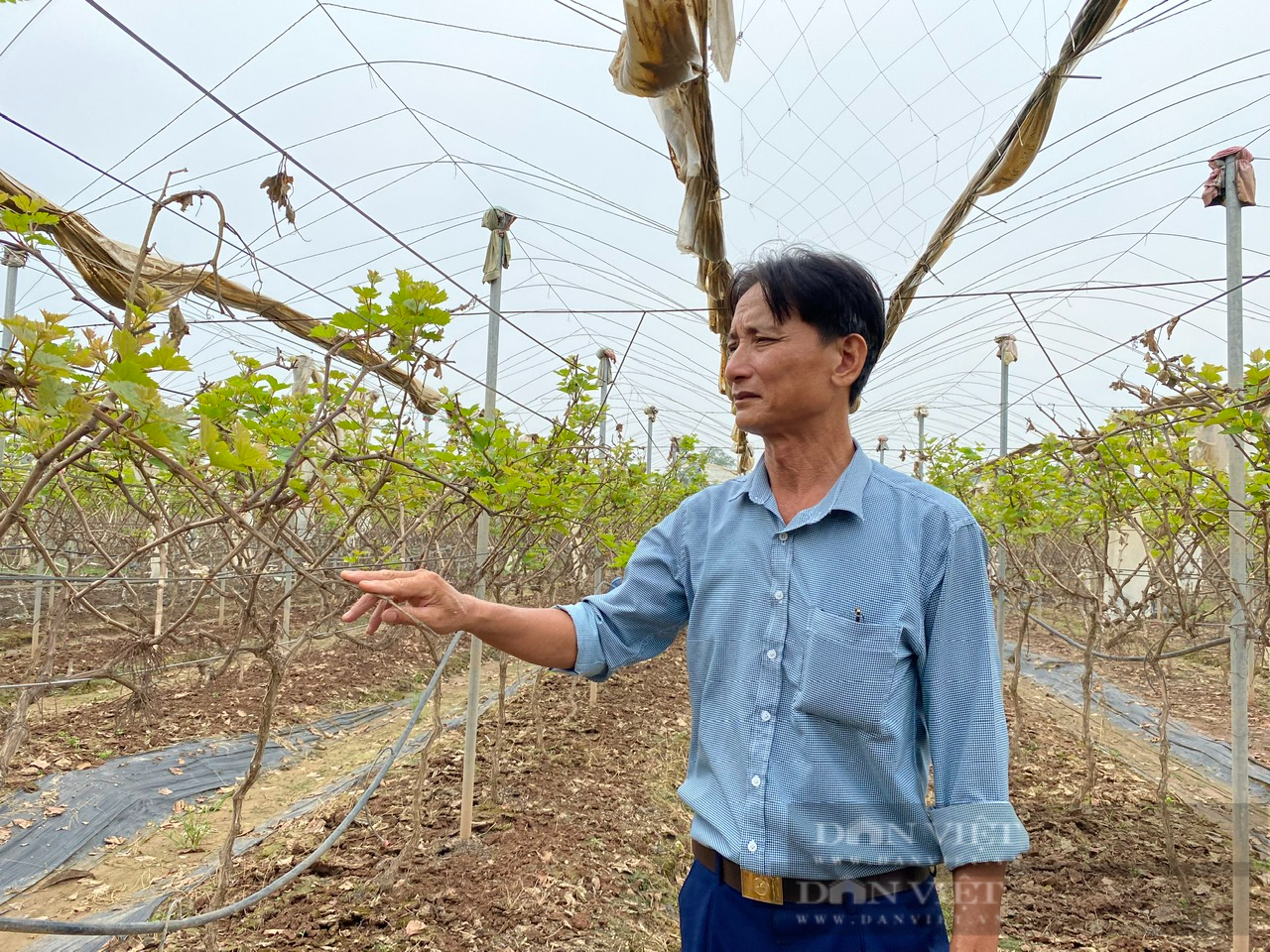 Nông dân ngoại thành Hà nội thất thần khi nho Hạ đen bị thiệt hại sau lũ lụt - Ảnh 3.