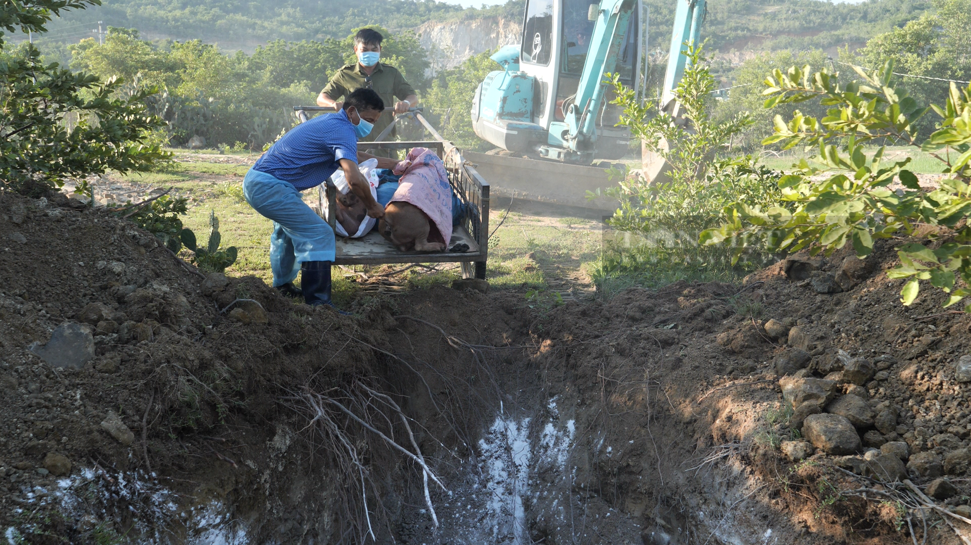 Ninh Thuận công bố dịch tả lợn Châu Phi ở xã Nhơn Sơn, huyện miền núi Ninh Sơn - Ảnh 1.